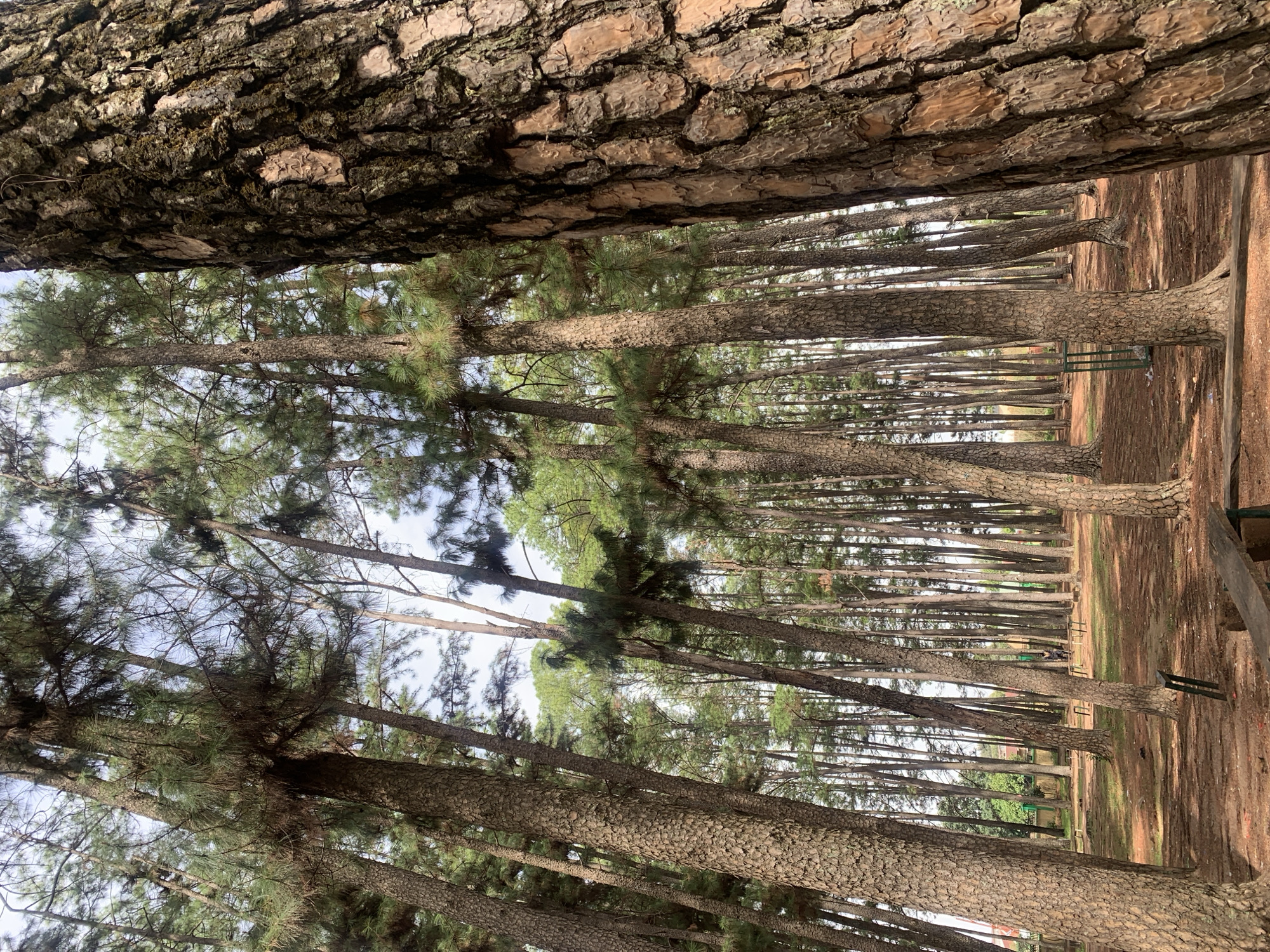 This image captures a dense pine forest or park, characterized by numerous tall trees with rough, textured bark. The perspective is somewhat upward, looking through the rows of trees into the distance. In the foreground, large tree trunks dominate the view, showcasing intricate patterns on their brownish-gray bark. Beyond these, a multitude of similar tree trunks extends into the background, forming a vanishing point.
The canopy of the trees, with its distinctive green pine needles, is visible, creating a natural overhead cover. The sky, seen peeking through the foliage, appears pale, hazy, or overcast, suggesting diffused light rather than bright sunshine.
The ground beneath the trees is covered in reddish-brown soil, possibly mixed with pine needles, and shows varied textures and subtle shadows. In the mid-ground, among the rows of trees, faint details of what appear to be benches or fence-like structures can be seen, with a discernible dark green structure on the right.
The scene conveys a sense of tranquility and natural beauty. No people or specific activities are visible, emphasizing the quiet solitude of the environment. The time of day is clearly daylight, but the diffused light suggests either an overcast sky or a time when direct sun is not prominent. There is no visible text in the image.