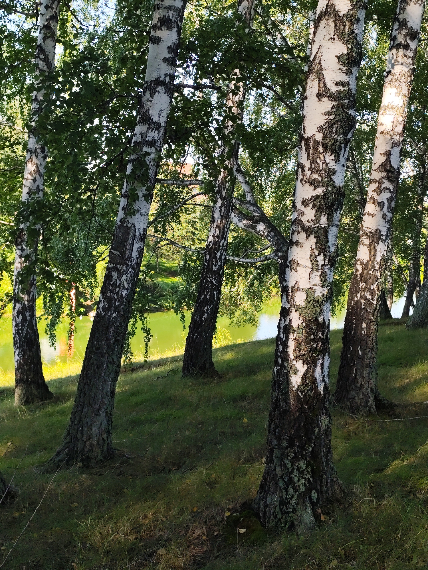 The image depicts a serene natural scene featuring a cluster of birch trees on a grassy incline overlooking a body of water. The trees are characterized by their distinctive white bark with black markings, and their leaves form a dense green canopy overhead. Sunlight filters through the leaves, casting dappled shadows on the ground. The water, a vibrant green, reflects the surrounding foliage and the sky. The location appears to be a park or natural reserve in or near the city of Barlaksky, Russia, characterized by its lush vegetation and tranquil atmosphere. There are no people or animals visible in the image.