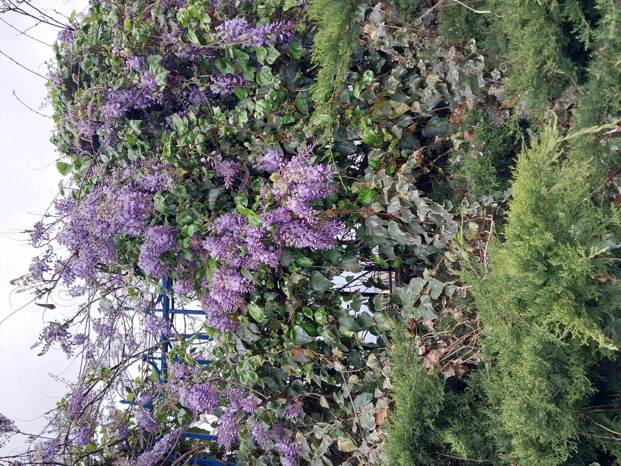 The image captures a vibrant display of blooming wisteria, with cascading clusters of purple flowers, intertwined with green ivy and cypress trees. The wisteria is trained to grow on a blue metal trellis, its delicate branches reaching skyward. The location is inferred to be Sochi, Russia, based on the prevalence of such flora in the region. The image portrays a tranquil outdoor scene, likely within a garden or park setting, showcasing the beauty of the local vegetation.