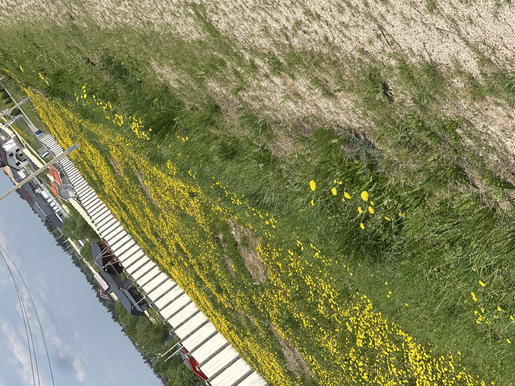 The image shows a landscape in Малеевка, Russia, featuring a field of dandelions alongside a row of white structures. The ground transitions from densely populated dandelions to grass and then to a dirt or gravel area at the top of the frame. Buildings are visible in the lower left.