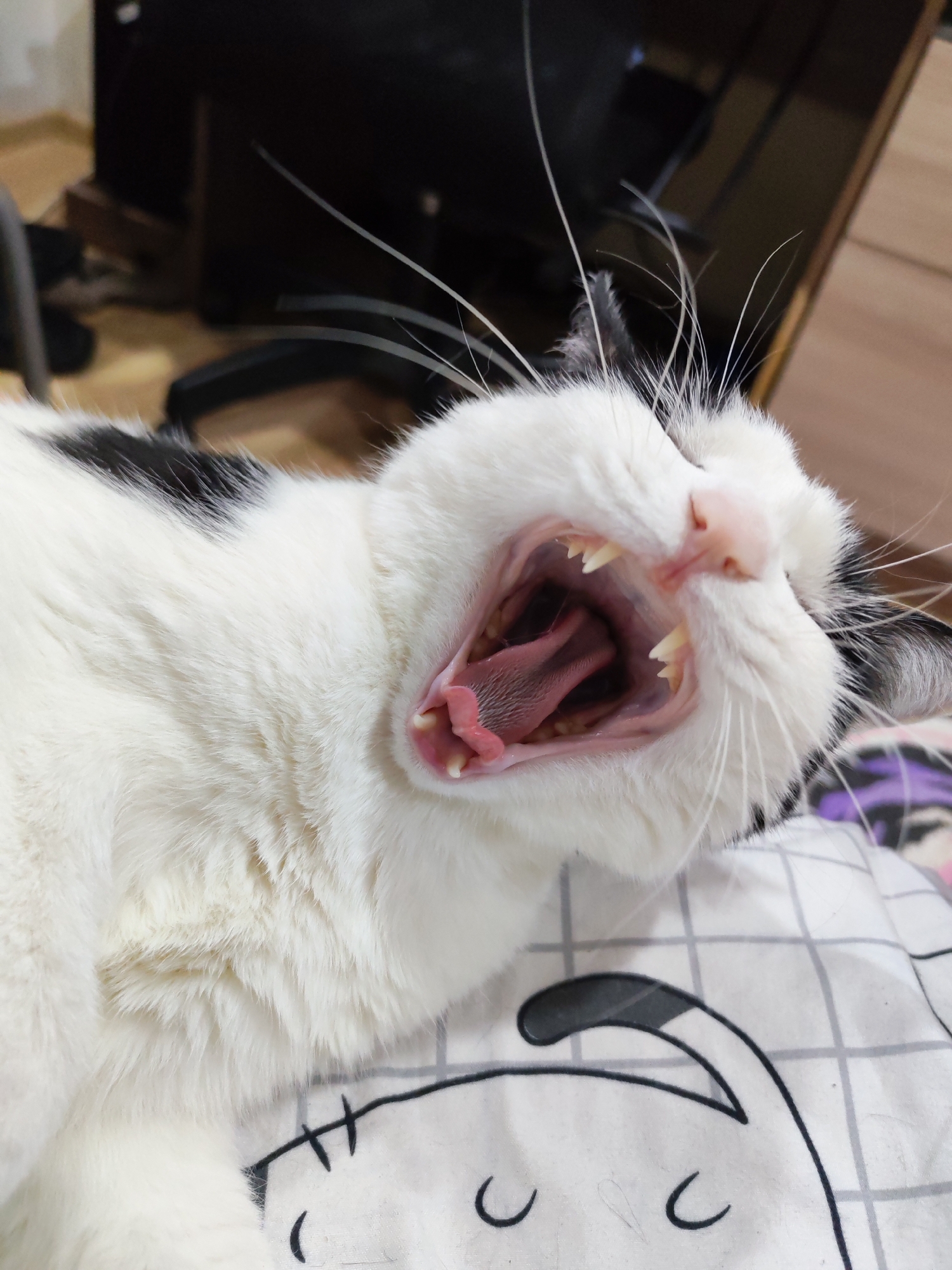 A medium shot captures a black and white cat lying on a patterned surface, possibly a bed or blanket. The cat is in the midst of a wide yawn, its mouth open, revealing a pink tongue and sharp teeth. The cat's white fur contrasts with black patches on its head and body. Long white whiskers extend from its face. The background is blurred, suggesting an indoor setting with furniture. The pattern on the surface beneath the cat is a light color with dark grey lines and shapes. There is no indication of the city of Chaikovsky, Russia in the image.