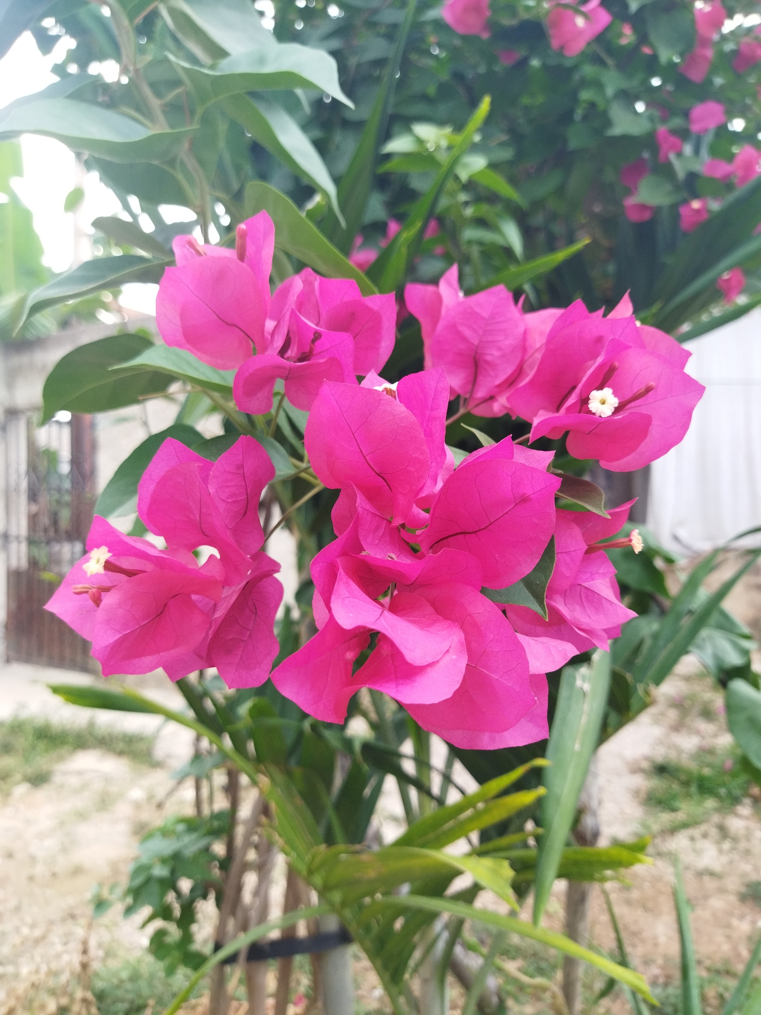 The image captures a close-up view of a cluster of bright pink bougainvillea flowers in Tinaquillo, Venezuela. The flowers are in full bloom, and their vibrant color dominates the scene. The green leaves of the plant serve as a backdrop, providing contrast to the pink flowers. The background includes glimpses of a gate and other vegetation, suggesting an outdoor setting, possibly a garden or yard. The lighting is bright, indicating a daytime shot.