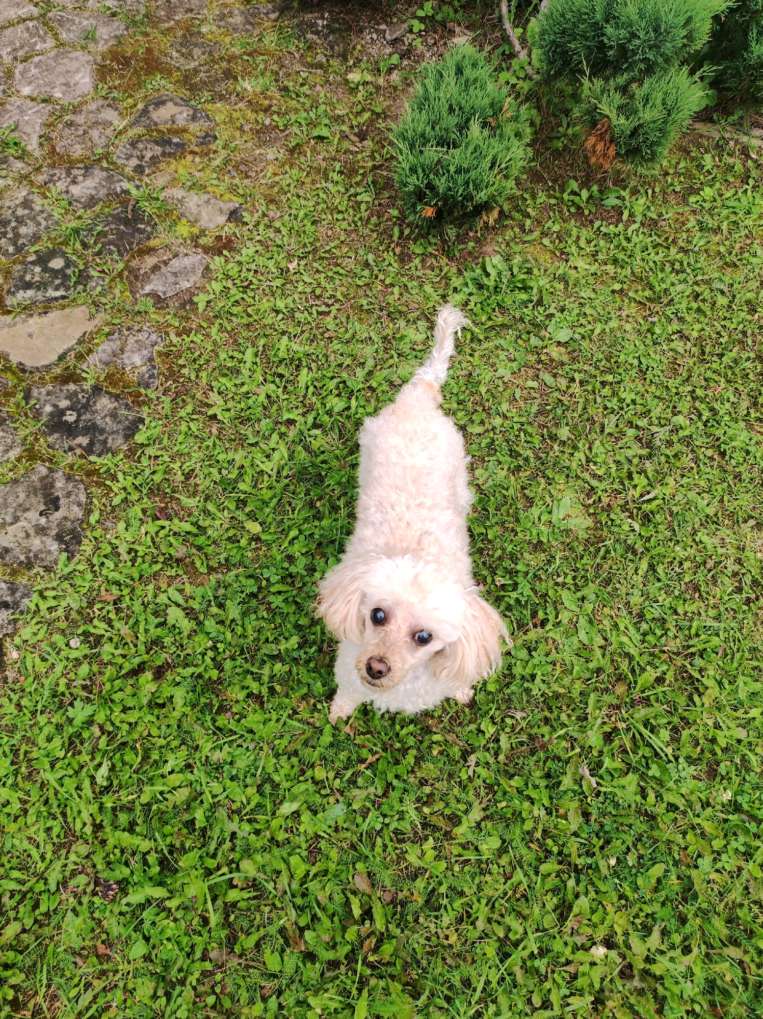 A cream-colored poodle dog is positioned in the center of a grassy area, looking directly up at the camera. The dog has dark eyes and a light-colored nose. The ground consists of green grass with some scattered stones on the left side of the frame, partially covered in moss. In the upper right corner, two small green bushes are visible. The image appears to have been taken outdoors.