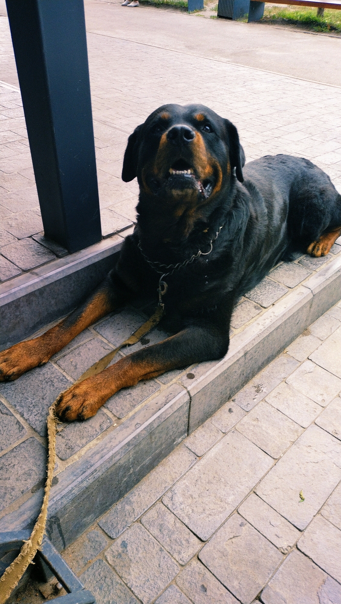 A Rottweiler dog is lying down on a stone-paved area next to a dark metal post. The dog is black with tan markings on its face and legs. It is wearing a chain collar and a leash is attached to the collar and runs down towards the bottom left of the image. The dog's mouth is open, showing its teeth, and it appears to be looking up. The background shows more paved area and some green grass with benches in the distance. The scene appears to be outdoors in a public space, possibly a park or pedestrian walkway in Horishni Plavni, Ukraine.