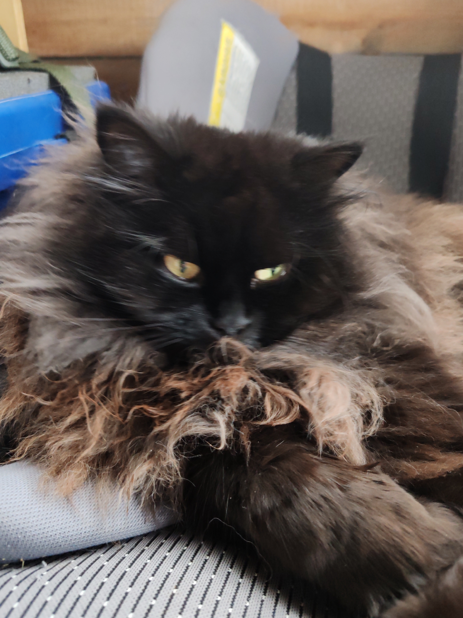 The image shows a close-up view of a fluffy black cat with yellow eyes, lying down on a striped fabric surface. The cat's fur is long and appears to be a mixture of black and brown. Its paws are partially visible, tucked beneath its body. The background is blurred, but appears to show some outdoor elements. The image does not provide any specific geographical context that could be used to pinpoint its location in the city of Чухлэм, Russia.