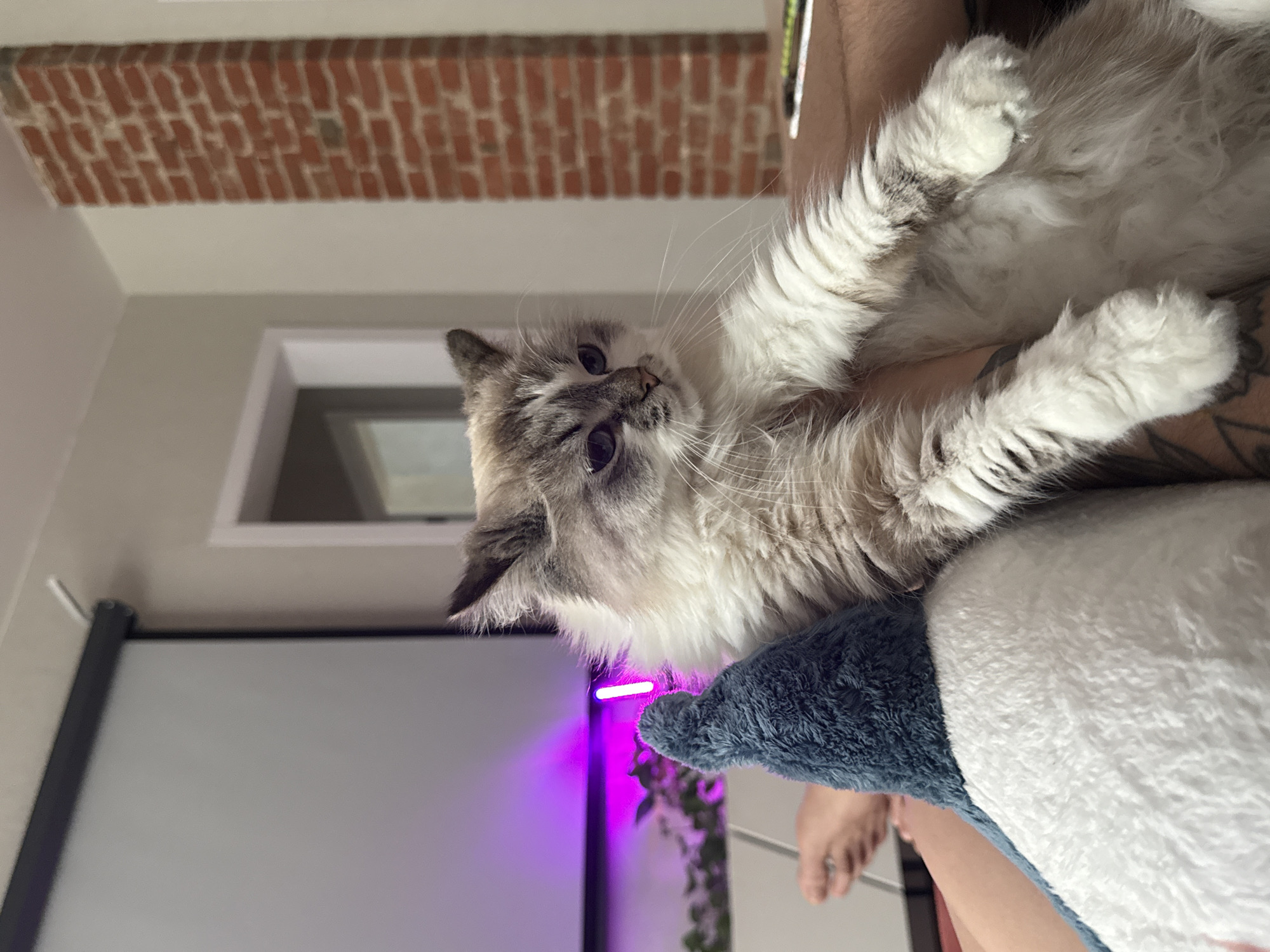 A Ragdoll cat is being held in someone's arms indoors. The cat has gray and white fur. A television screen is visible in the background, along with a window and a brick wall detail. The location is not discernible in this image.