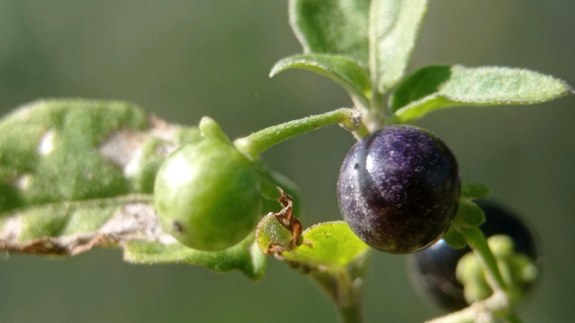 The image is a close-up shot of a plant with berries, likely taken in Batu, Indonesia, given the context. In the foreground, a branch holds several berries and leaves. A large, dark purple berry, almost black, is prominently displayed on the right, with a faint sheen and some speckling. To its left, a smaller, bright green berry is visible. Another dark berry is slightly out of focus in the background, to the right of the purple one. The leaves are green, some appearing a bit damaged or weathered. The background is a soft, blurred green, indicating a natural, outdoor environment. The lighting suggests it is daytime. There are no people or animals in the image.