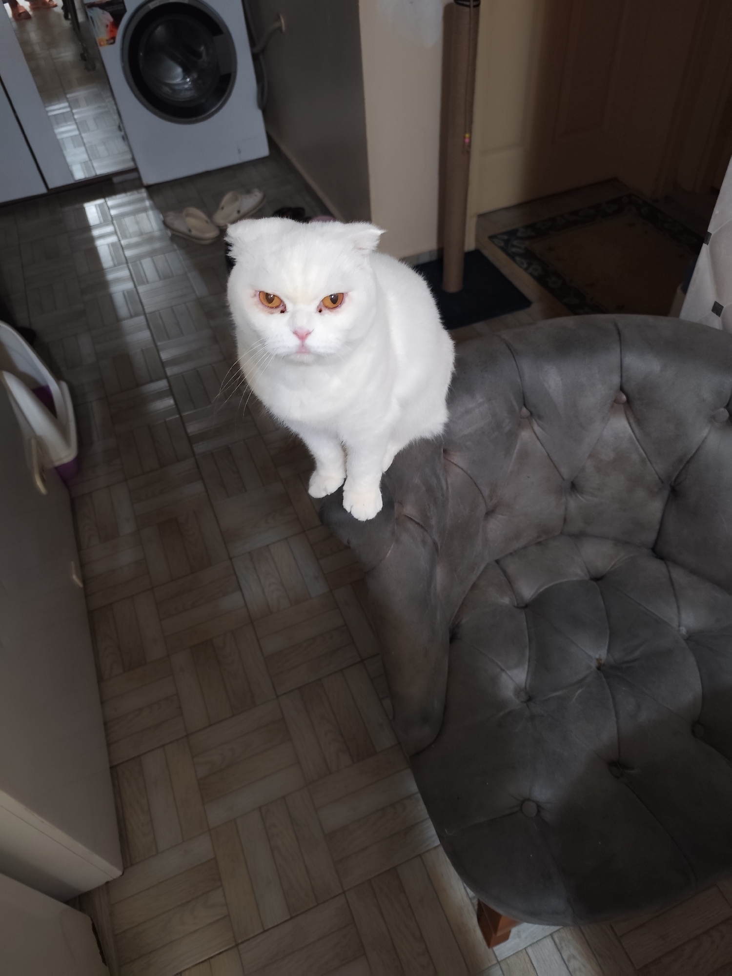 A white Scottish Fold cat with orange eyes sits on a dark gray, tufted armchair. The location is Sarıyer, Turkey. The background includes a washing machine, sandals on the floor, and a doorway with a patterned rug. The floor is covered in light brown tiles.