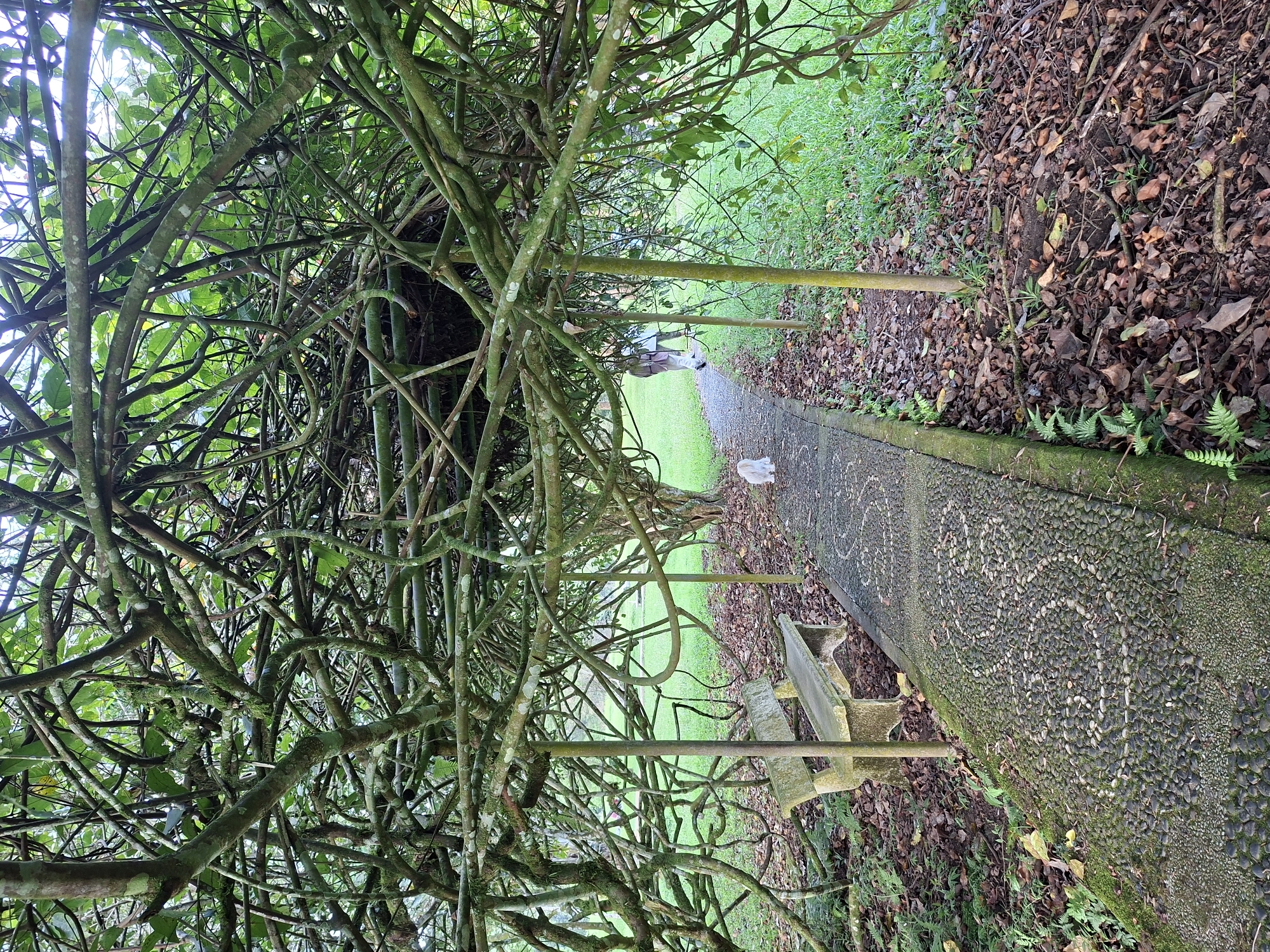 The image depicts a stone pathway leading into a garden, likely located in Baturiti, Indonesia. The pathway is bordered by grass and foliage on either side, with a dense overgrowth of vines forming a tunnel-like structure above. A weathered stone bench sits adjacent to the path. Two white animals, possibly cats or dogs, are visible on the path, one closer to the foreground and the other further down the path. The ground is covered in fallen leaves and other organic matter. The pathway itself appears to be constructed from small, dark stones or pebbles.