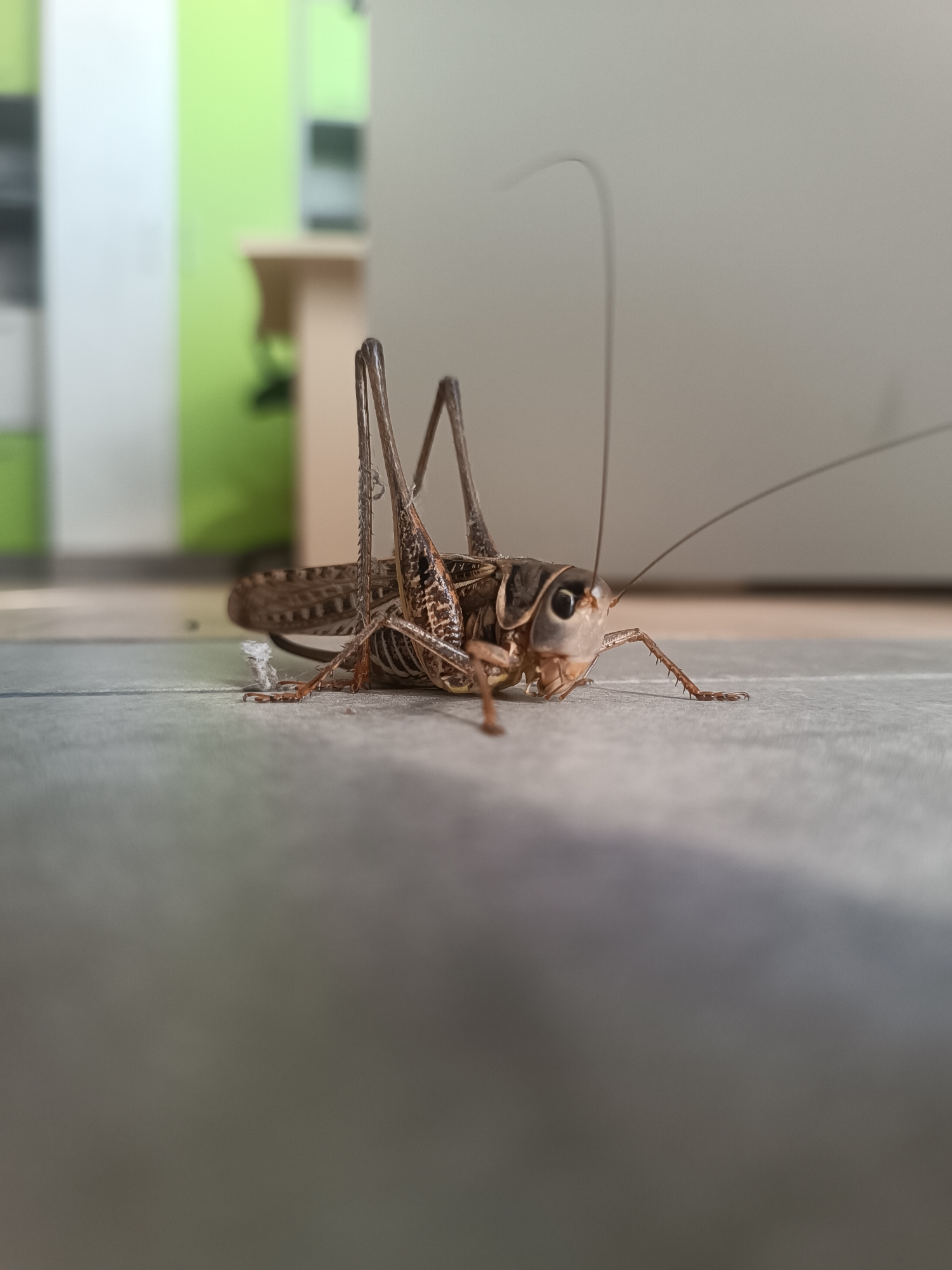 A close-up, low-angle shot shows a large, brown cricket on a textured gray surface. The cricket is facing towards the right, with its body angled slightly away from the camera. Its long antennae extend upwards and to the right, with one arching significantly. Its prominent eyes are visible, and its legs are spread out. The background is blurred, with soft colors of green and white suggesting an indoor environment, possibly a room with furniture. The lighting is soft and diffused, illuminating the subject without harsh shadows.