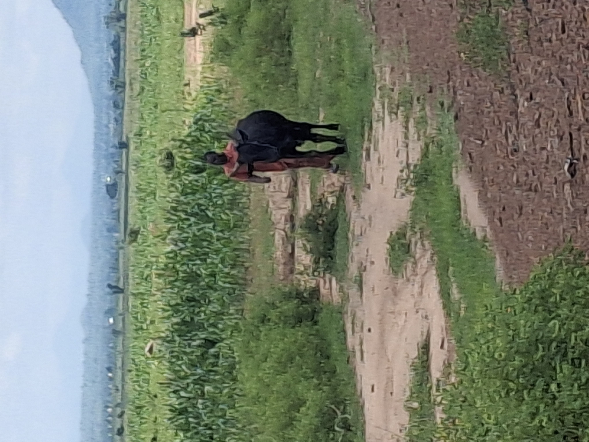 In Kumo, Nigeria, a person walks alongside a black cow on a dirt path. The person is wearing an orange garment. They are in a grassy field with rows of crops in the background, and hills are visible in the distance.