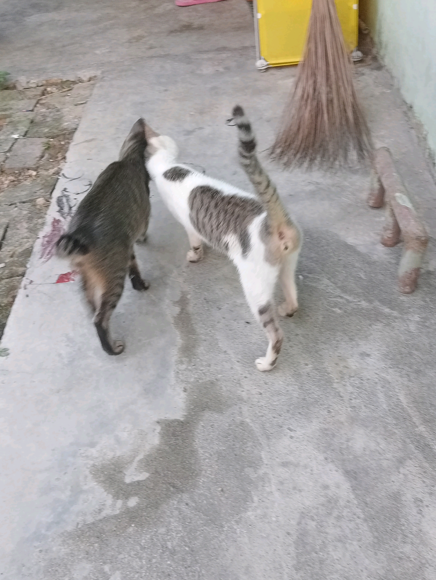 Two cats are interacting on a concrete surface, possibly in an outdoor courtyard or alley in Balige, Indonesia. The cat on the left is primarily dark gray with some lighter markings on its tail. The cat on the right is white with tabby markings, predominantly on its back and tail. They appear to be facing each other, with their heads close together, possibly sniffing or greeting each other. The concrete surface is somewhat worn and has areas of dampness. In the background, a yellow object, possibly a storage bin or cart, is visible, along with a broom with a fan-shaped brush. Further in the background, there are what appear to be two wooden or concrete objects resting on the ground. The environment suggests a residential or utilitarian outdoor space within the city.