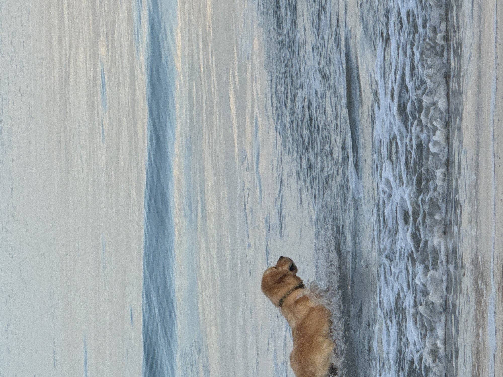 A golden retriever dog is wading in the ocean near Kuta, Indonesia. The dog, wearing a dark collar, is in the middle of a splash as it moves through the water. The ocean has moderate waves with white foam breaking near the shore. The sky is overcast, creating a muted light.