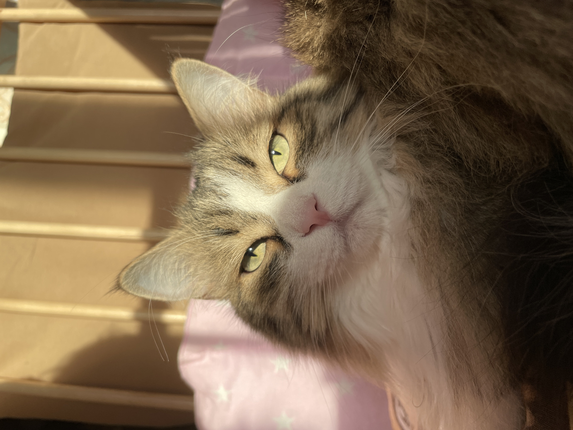 A close-up shot depicts a cat with light brown and white fur, light green eyes, and a pink nose. The cat is lying on a pink blanket or cushion with white stars. A wooden object or structure is visible in the background, illuminated by sunlight. The location is unspecified and cannot be determined from the image.