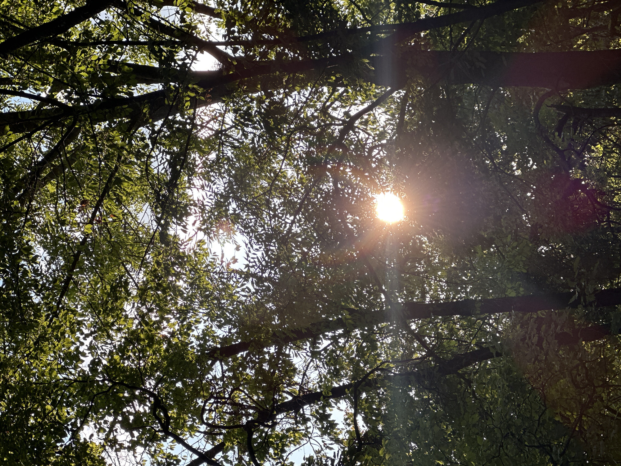 The image shows the sun shining through the leaves and branches of trees, creating a dappled light effect. The viewpoint is looking upwards towards the canopy. The scene appears to be in a natural setting, possibly a forest or park. There are no people or man-made objects visible. The sun is a bright, concentrated light source towards the center of the image, with visible lens flares extending outwards. The leaves are lush and green, suggesting it is daytime during a warm season. The location is identified as Makiv, Ukraine.