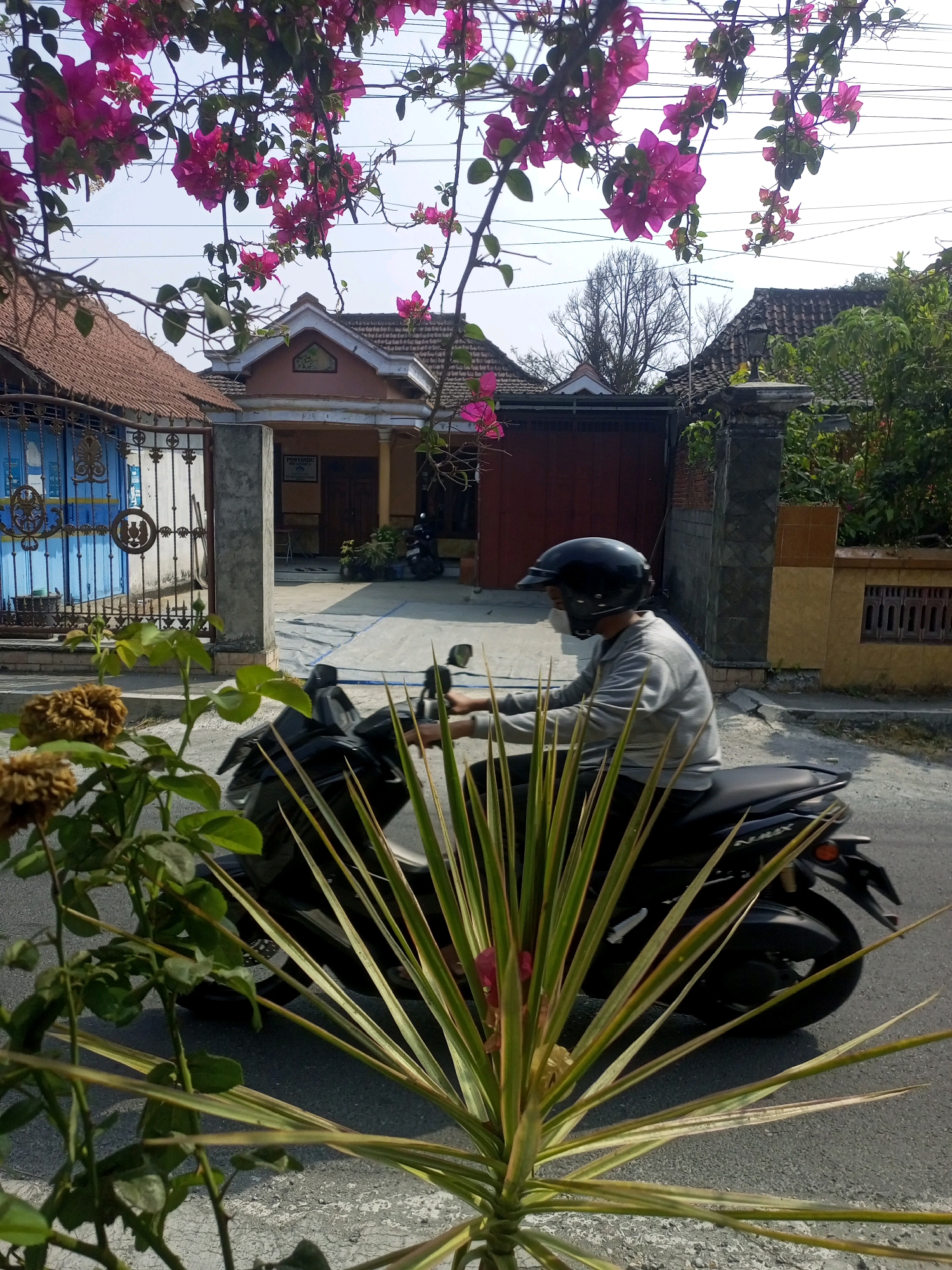 The image shows a street scene in Ngasem, Indonesia. A person wearing a helmet and mask is riding a black motorcycle. In the foreground, there are plants with green leaves and some dried flowers. In the background, there is a house with a tiled roof and a blue gate. The sky is visible above. The scene is outdoors and appears to be during the day.