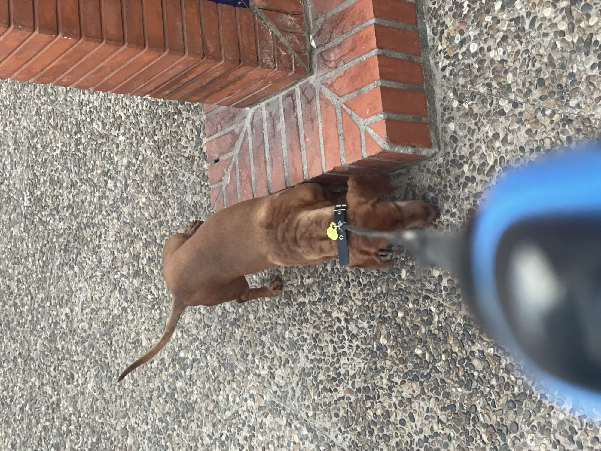 A brown dachshund is walking on a pebbled sidewalk next to a brick pillar. The dog is wearing a black collar with a yellow tag. A blue object, likely part of a leash or camera, is in the foreground, obscuring the lower portion of the dog and the ground. The scene appears to be outdoors, possibly in La Línea De La Concepción, Spain.