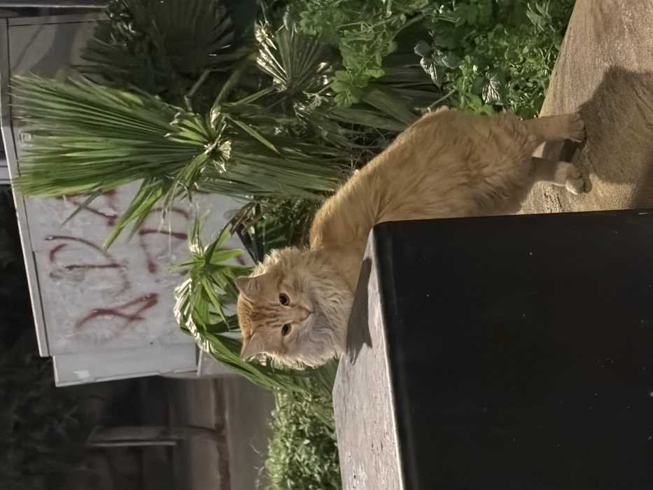 An orange cat rests on the edge of a black object, its gaze directed downward and forward. The cat's fur is medium-length, and its face has darker orange stripes. Behind the cat, foliage, including palm leaves and other greenery, provides a backdrop. A building with faded graffiti-like markings is also visible in the background. The light suggests it might be twilight or a dimly lit area.