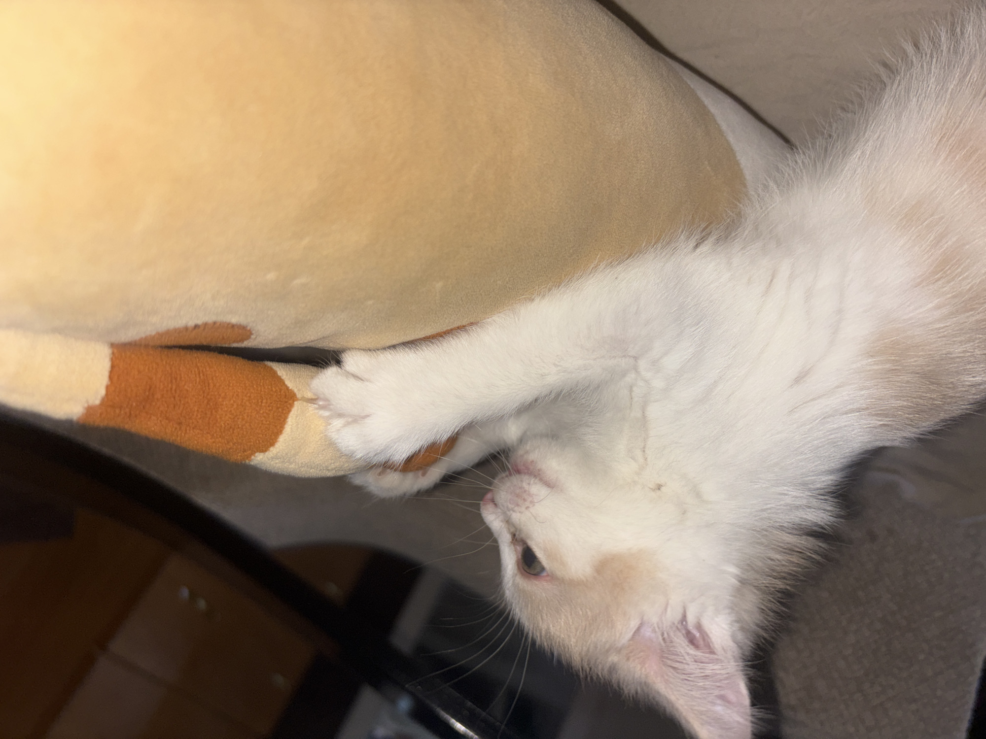 A white cat with light brown markings is resting on a yellow pillow with a brown and white pattern. The cat is lying on its side with its paws near the edge of the pillow. A dark object, possibly a piece of furniture, is visible in the background. The image does not provide information about location in Perm, Russia.