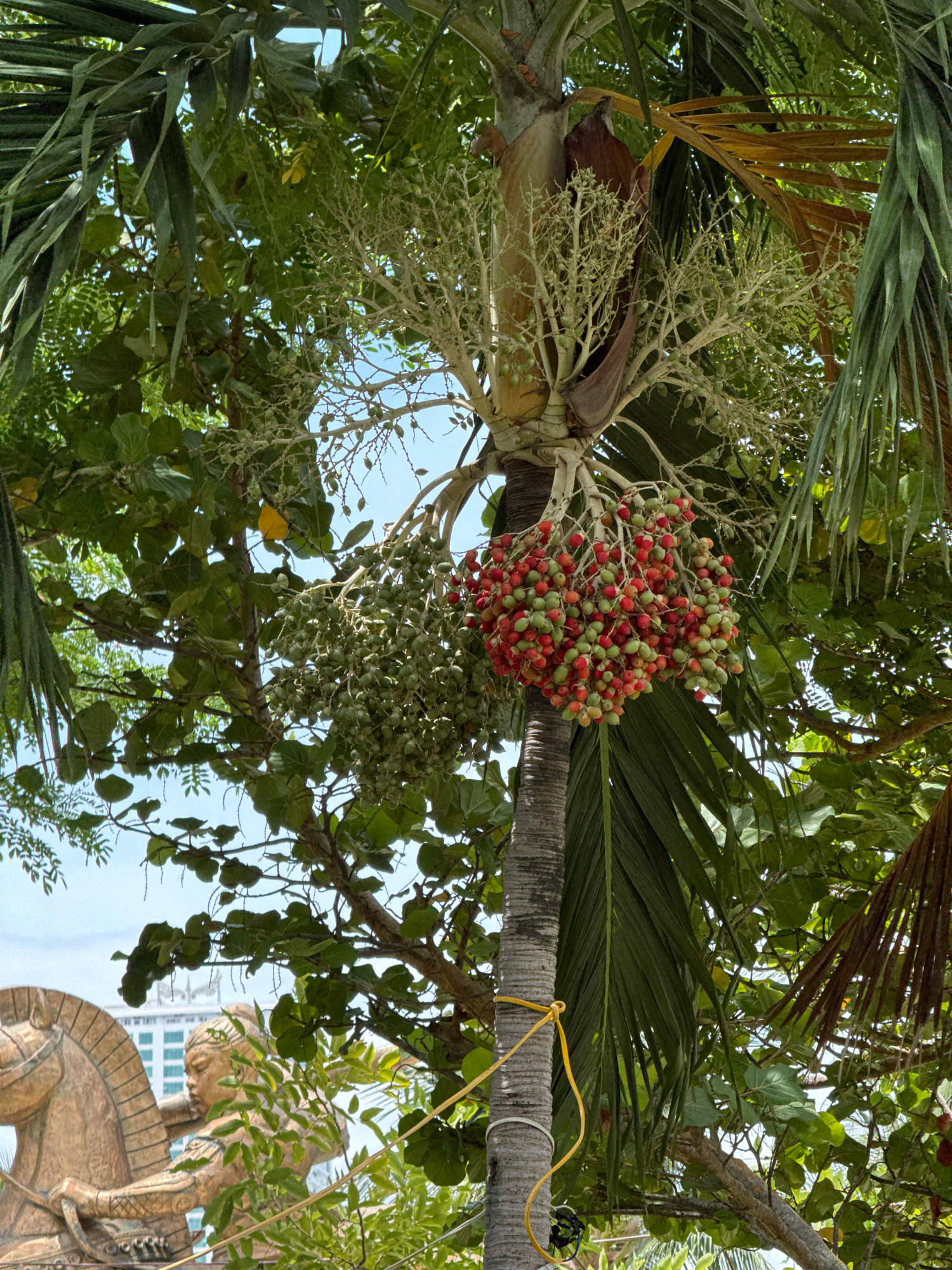 An overhead shot captures a palm tree laden with clusters of ripe, reddish-green fruits. The tree's trunk, visible in the center, is wrapped with yellow and black cords. Lush green foliage surrounds the trunk, with broad leaves and thin fronds. In the lower left corner, a weathered bronze sculpture of a person riding a horse is partially visible, set against a backdrop of buildings. The sky is a clear blue.
