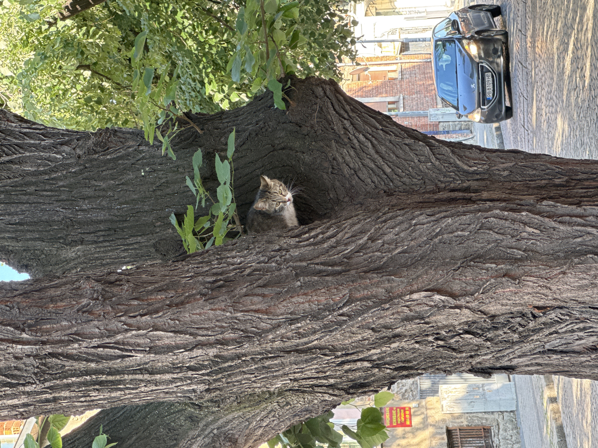 A horizontal eye-level outdoor shot shows a tabby cat sitting in a hollow of a large tree in Plovdiv, Bulgaria. The tree trunk, with its textured bark, dominates the foreground and center of the frame. The cat is positioned within a natural cavity in the tree. A few green leaves and branches are visible near the cat. Beyond the tree, a grey Peugeot car is parked on a cobblestone street. Behind the car, buildings with brick facades and windows are visible, indicating an urban environment. A red and yellow sign in Bulgarian is on a building at the bottom right corner of the shot. The scene is bathed in natural sunlight.