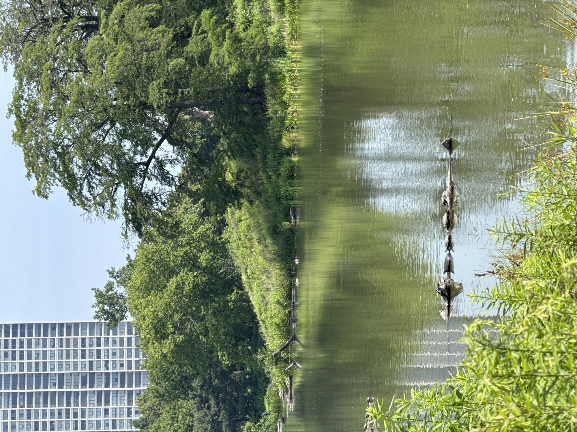 This image depicts a tranquil waterscape with lush green foliage and a large building in the background. The scene appears to be a park or natural area bordering a body of water, possibly a pond or lake, given the presence of what seem to be reeds and other aquatic plants along the edge. A prominent feature is a line of posts or stakes extending into the water, with what look like birdhouses or similar structures mounted on them. These structures are reflected in the water, creating a sense of symmetry and calm.
On the left side of the image, a tall, modern building with a grid of windows stands out against a clear blue sky. Its architecture suggests an urban environment, perhaps Chicago, given the provided location context. The building is partially obscured by the dense green canopy of large trees that line the water's edge, creating a contrast between the natural and man-made elements.
The water itself is calm, with subtle ripples and reflections that distort the shapes of the objects above, giving the scene a slightly abstract quality. The time of day appears to be daytime, with bright, natural light illuminating the scene. The weather seems pleasant, as indicated by the clear sky and the vibrant green of the vegetation. There are no visible people or animals engaged in any specific activity, contributing to the overall peaceful and serene atmosphere of the image. The reflection of the building and the trees in the water adds depth and visual interest to the composition. No visible text is present in the image.