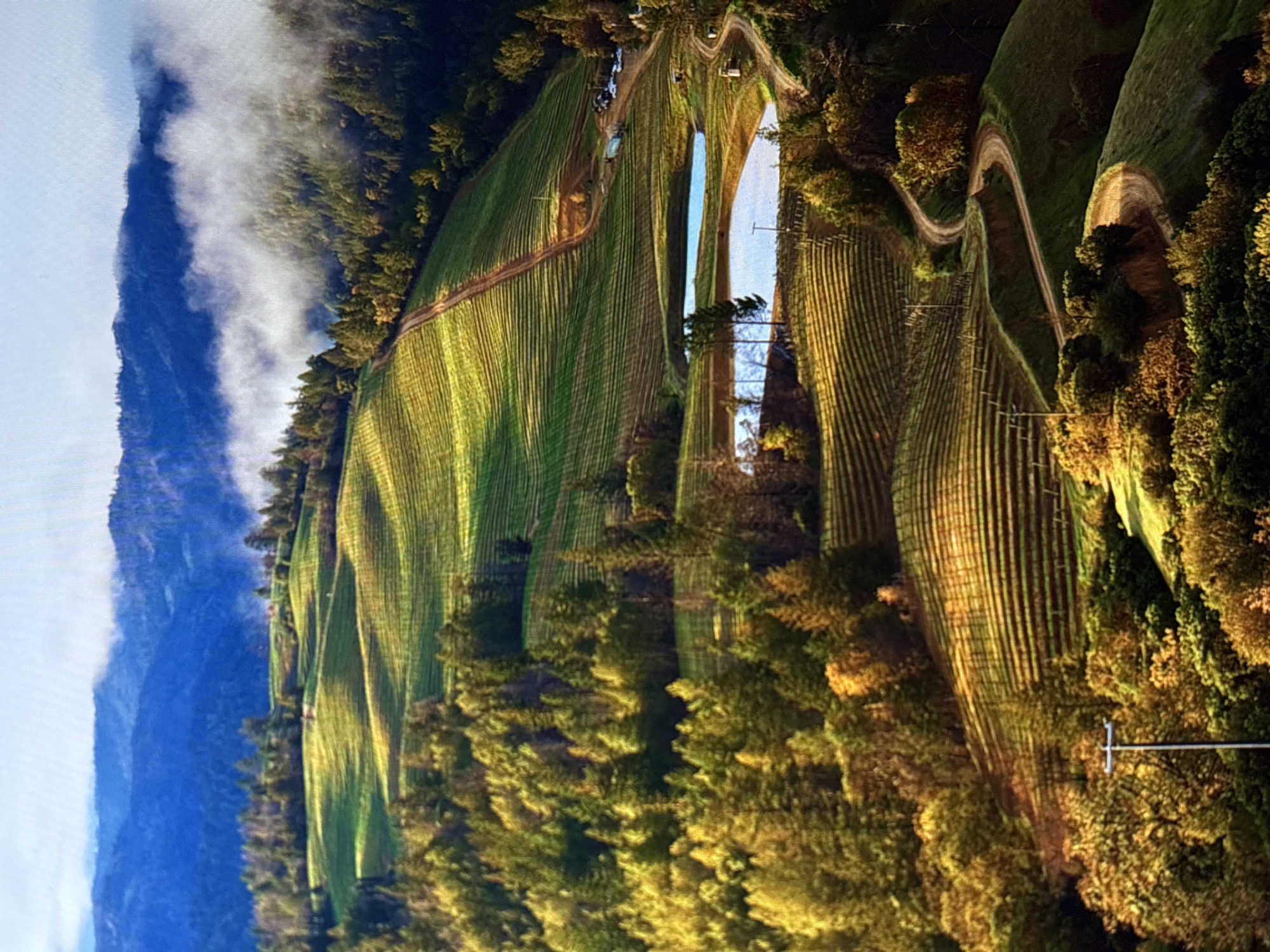 This landscape image depicts expansive vineyards covering rolling hills, likely in Mönchengladbach, Germany. The scene is dominated by meticulously planted rows of grapevines, stretching across numerous undulations of the terrain. The vines appear vibrant green, with sections illuminated by low-angle sunlight, creating striking patterns of light and shadow that emphasize the contours of the hills.
Winding dirt roads or paths snake through the vineyard landscape, dividing sections of vines and leading into forested areas. Dense clusters of trees, some appearing evergreen and others displaying autumnal hues of orange and yellow, are interspersed among the vineyards and line the winding paths. In the midground, several reflective bodies of water, possibly irrigation ponds, are visible amidst the rows of crops. A utility pole with horizontal crossarms is noticeable on the right side of the image.
In the background, large, dark mountains rise, their peaks partially veiled by a thick band of white, misty clouds or fog that stretches horizontally across the sky. Above the clouds, the sky is a bright, clear blue. The lighting suggests either early morning or late afternoon, with a golden hour glow illuminating parts of the landscape and casting long shadows. No people or visible text are present in the image.