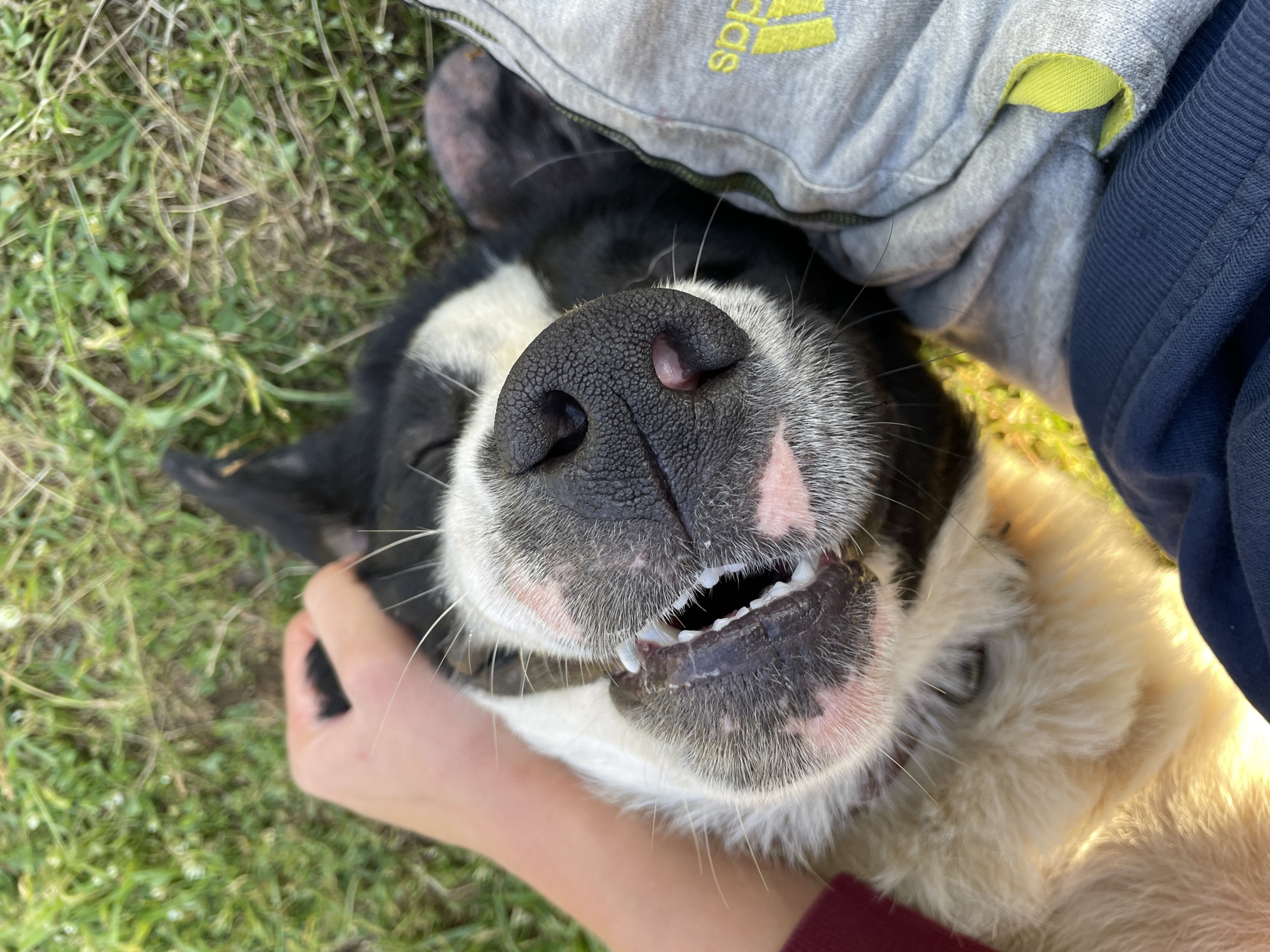 A close-up, ground-level view shows a black and white dog on its back, likely being petted by a person. The dog's snout is prominent, with visible teeth. A person's hand is touching the dog's fur. A gray Adidas sweatshirt is partially visible. The background includes green grass. The location is Zlatograd, Bulgaria.