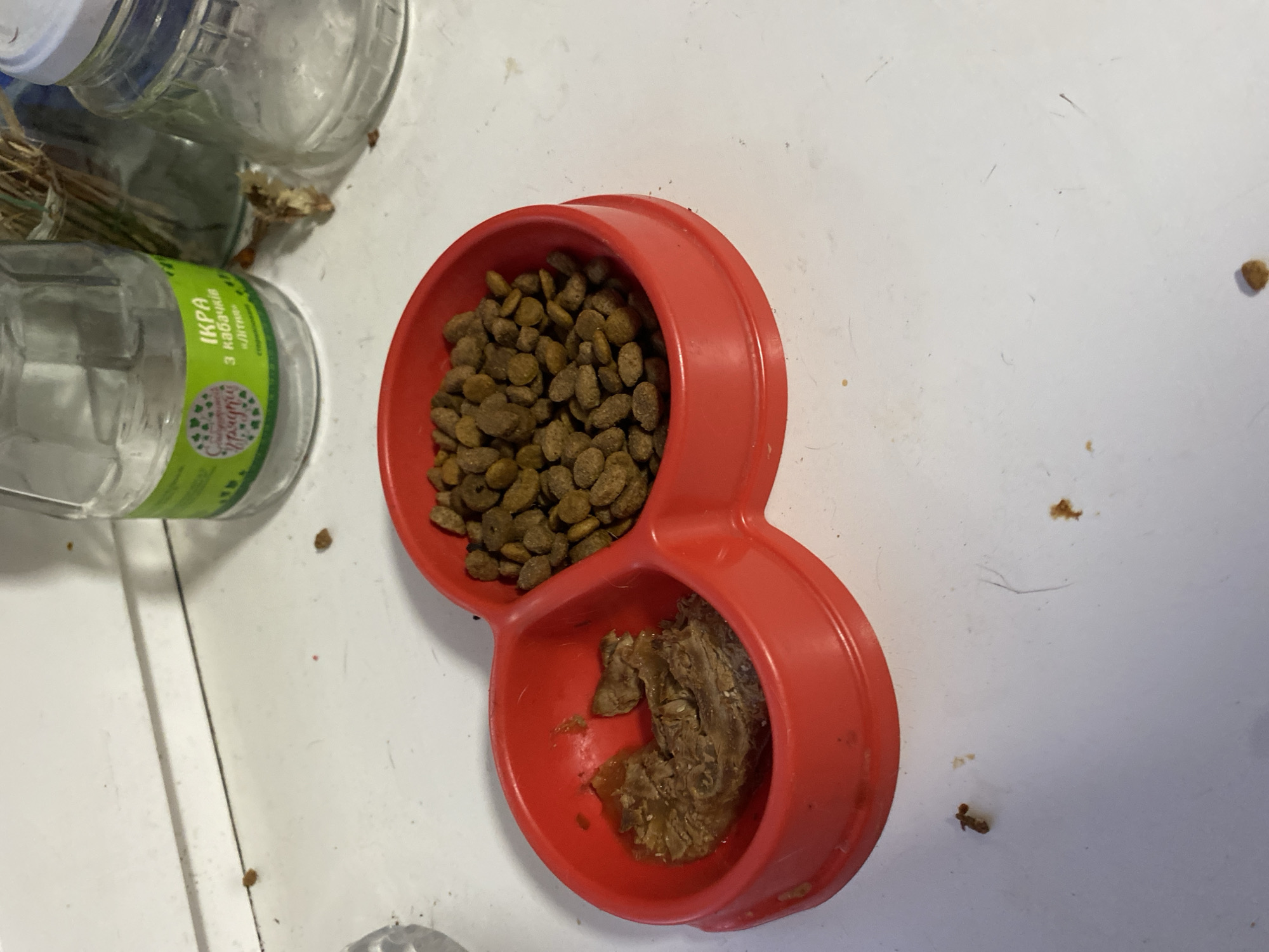 A close-up, slightly elevated shot shows a bright red, double-compartment pet bowl on a white surface. One compartment contains a pile of brown kibble. The other compartment contains a small, moist, brown piece of food, possibly meat, in a small amount of liquid. The white surface appears to be a countertop or table, with several small brown specks scattered around the bowl, some of which resemble fallen kibble. In the background, out of focus, are glass jars, one with a green label that has Cyrillic text and images of leaves. A thin, dark object, possibly a hair, is visible on the white surface. The lighting is bright, casting a slight shadow from the bowl. The scene is indoors. The location is in the city of Chornomorsk, Ukraine.