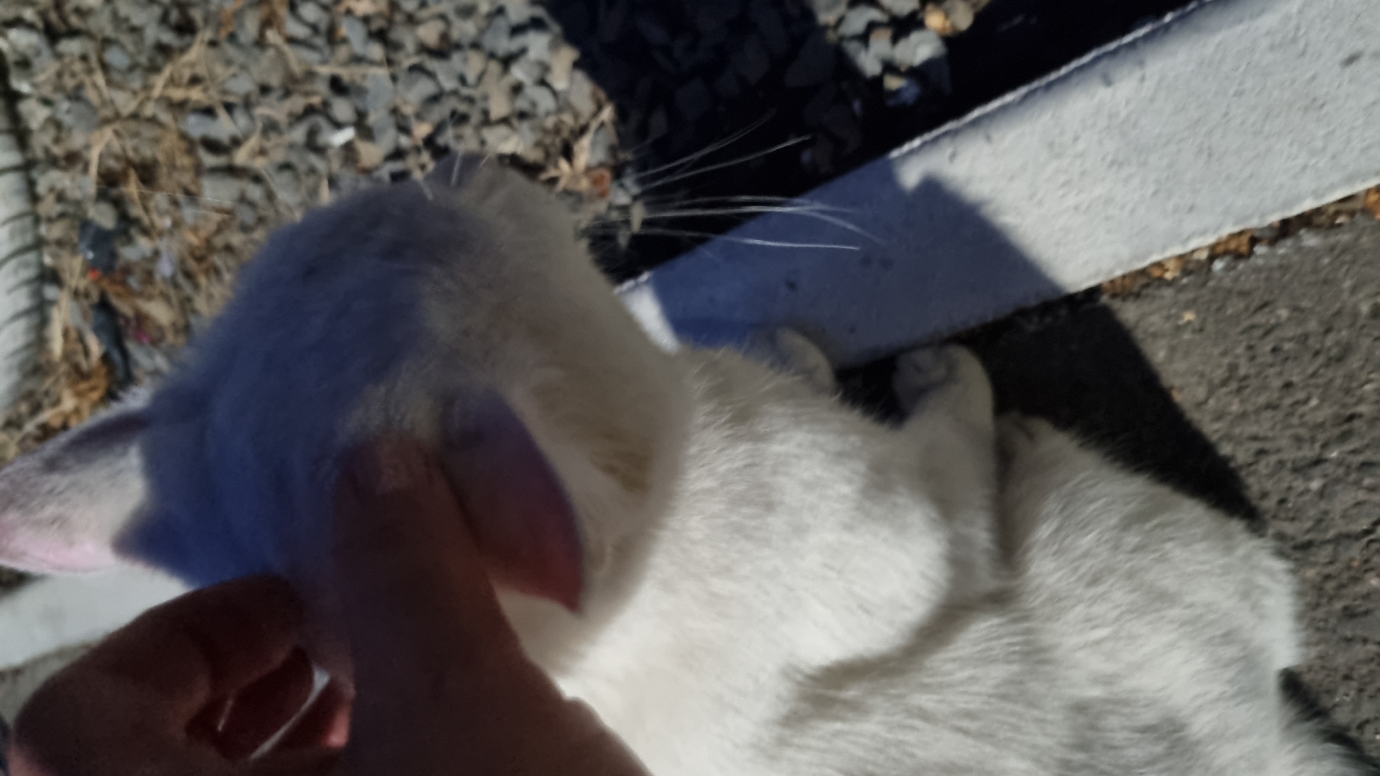 A close-up, vertically oriented, medium-shot, outdoor photograph shows a white rabbit being petted by a person's hand. The rabbit is facing away from the camera and toward the right side of the frame. Its fur is soft and fluffy, and its ears are visible. The person's hand is cupping the rabbit's head, with fingers gently stroking its fur. The background consists of gravel and dry vegetation, suggesting a natural or unkempt outdoor environment. The lighting indicates it is a sunny day, casting shadows on the ground and the rabbit. The scene is devoid of any specific urban landmarks, making it impossible to pinpoint a location within Berehove, Ukraine.