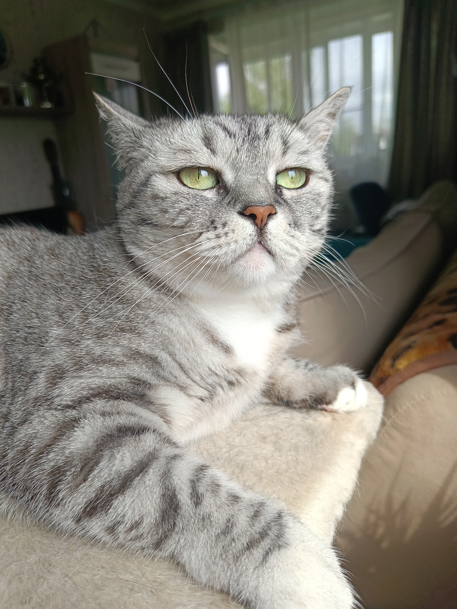 A gray tabby cat with green eyes and a pink nose is lying on a light-colored cushion. The cat's coat is striped with darker gray markings. It is positioned on a sofa, with a partial view of a room through a window in the background. Based on the location metadata, this image was likely taken in Serpukhov, Russia. No people are visible.