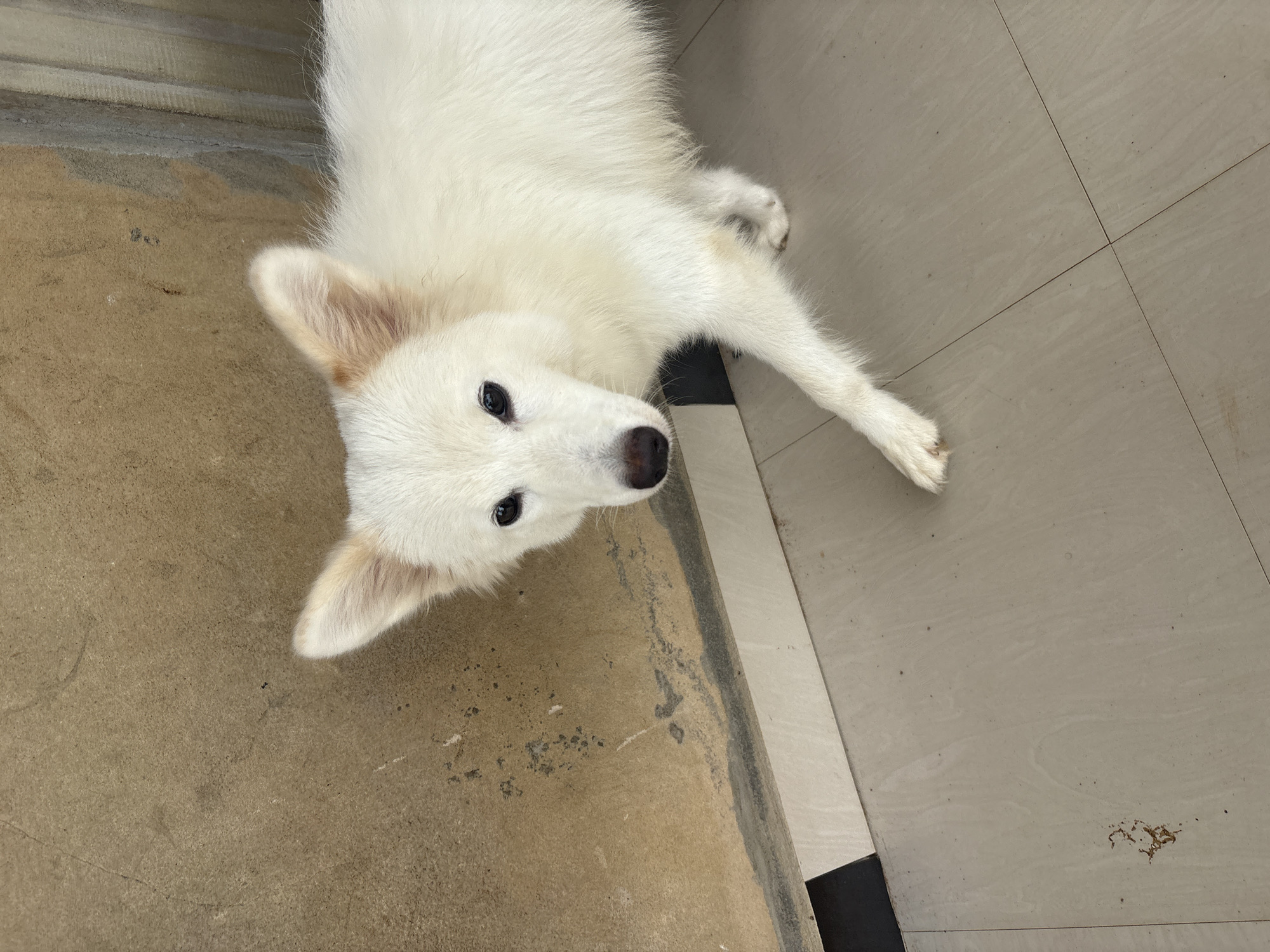 A white dog lies on a floor. The floor is divided into sections of tan concrete and light tile. The dog is facing the camera with its head tilted slightly. It has black eyes and a black nose. The location is Ikot Ekpene, Nigeria.