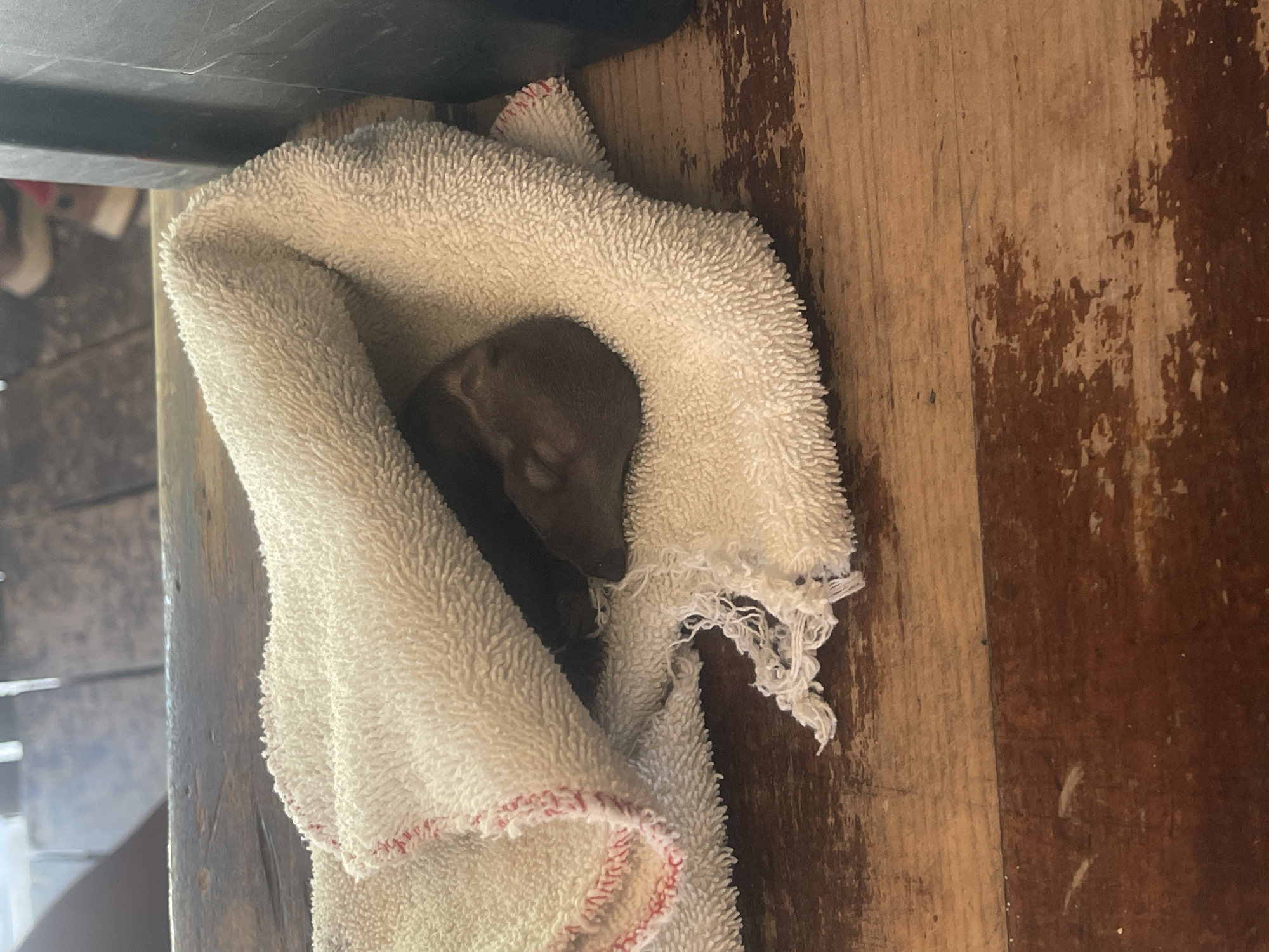 A dark brown object, possibly an animal, rests nestled inside a cream-colored, loosely folded towel. The towel has a frayed edge and a red stitched border. The towel sits on a weathered brown wooden surface. The scene appears to be indoors. There is no information available to determine the location in Playa del Carmen, Mexico.