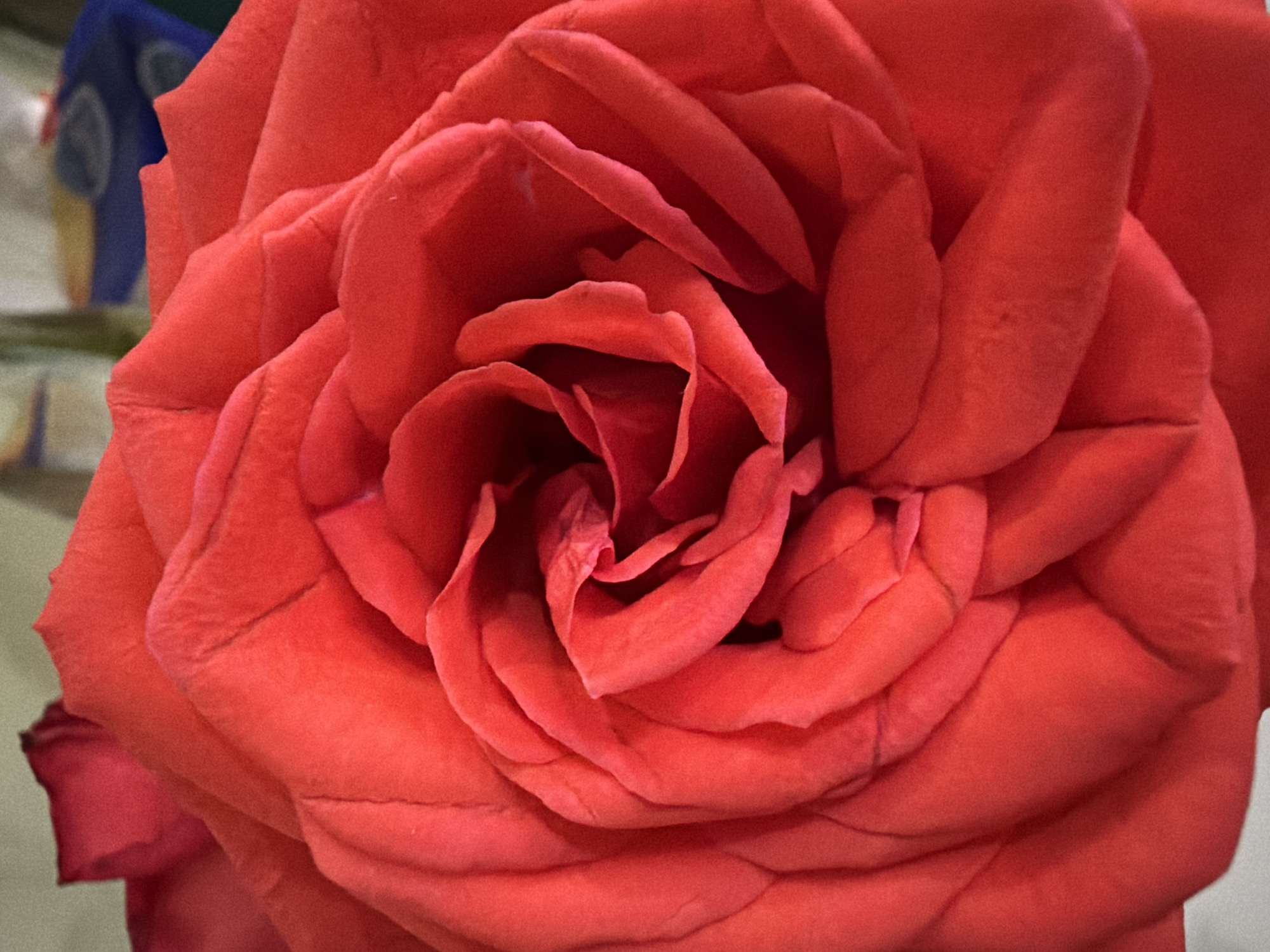 A close-up, overhead view of a vibrant red rose, showcasing its intricate, spiraling petals. The texture of the petals appears soft and velvety, with subtle veins visible on some. The lighting creates shadows and highlights, emphasizing the depth and form of the bloom. The background is out of focus, suggesting the rose is the primary subject. There is no indication of location in Nha Trang, Vietnam.