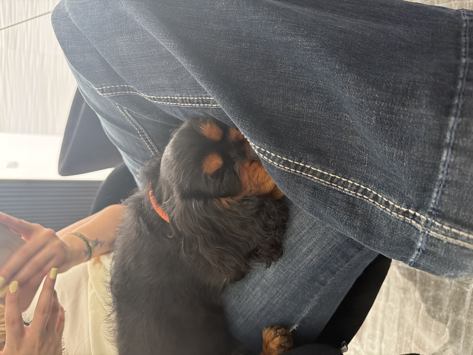 This close-up image portrays a small, black and tan dog, likely a Cavalier King Charles Spaniel, affectionately snuggled against the leg of a person wearing blue jeans. The dog, identifiable by its dark fur with distinctive tan markings around its eyes and on its paws, is wearing a bright orange collar. Its head is tucked into the denim fabric, suggesting it is resting or sleeping peacefully.
A person's left arm and hand are visible in the lower left portion of the frame. The hand features vibrant yellow nail polish on the fingernails. A thin, multi-colored bracelet adorns the wrist, and a small, dark tattoo is visible on the inner forearm. The blue jeans are characterized by their sturdy texture and prominent white stitching.
The setting is an indoor space, illuminated by bright, diffused light, indicating it is daytime. On the left side of the background, light-colored vertical elements, possibly blinds or paneling, are discernable. The overall atmosphere conveys comfort, warmth, and a sense of quiet companionship between the pet and its owner in Puebla, Mexico. There is no visible text within the image.