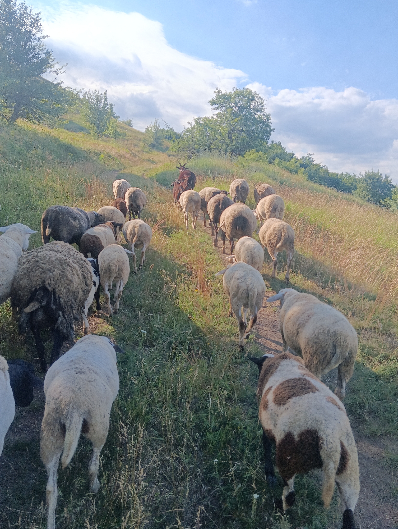A flock of sheep and one goat are walking up a grassy hill on a dirt path. The sheep are of various colors, including white, grey, and brown and white spotted. The goat is brown with horns. The sky is blue with scattered white clouds, suggesting it is daytime and fair weather. The sun appears to be setting, casting long shadows and highlighting the golden grasses of the meadow. The scene is peaceful and natural, evoking a sense of rural tranquility. There is no visible text.