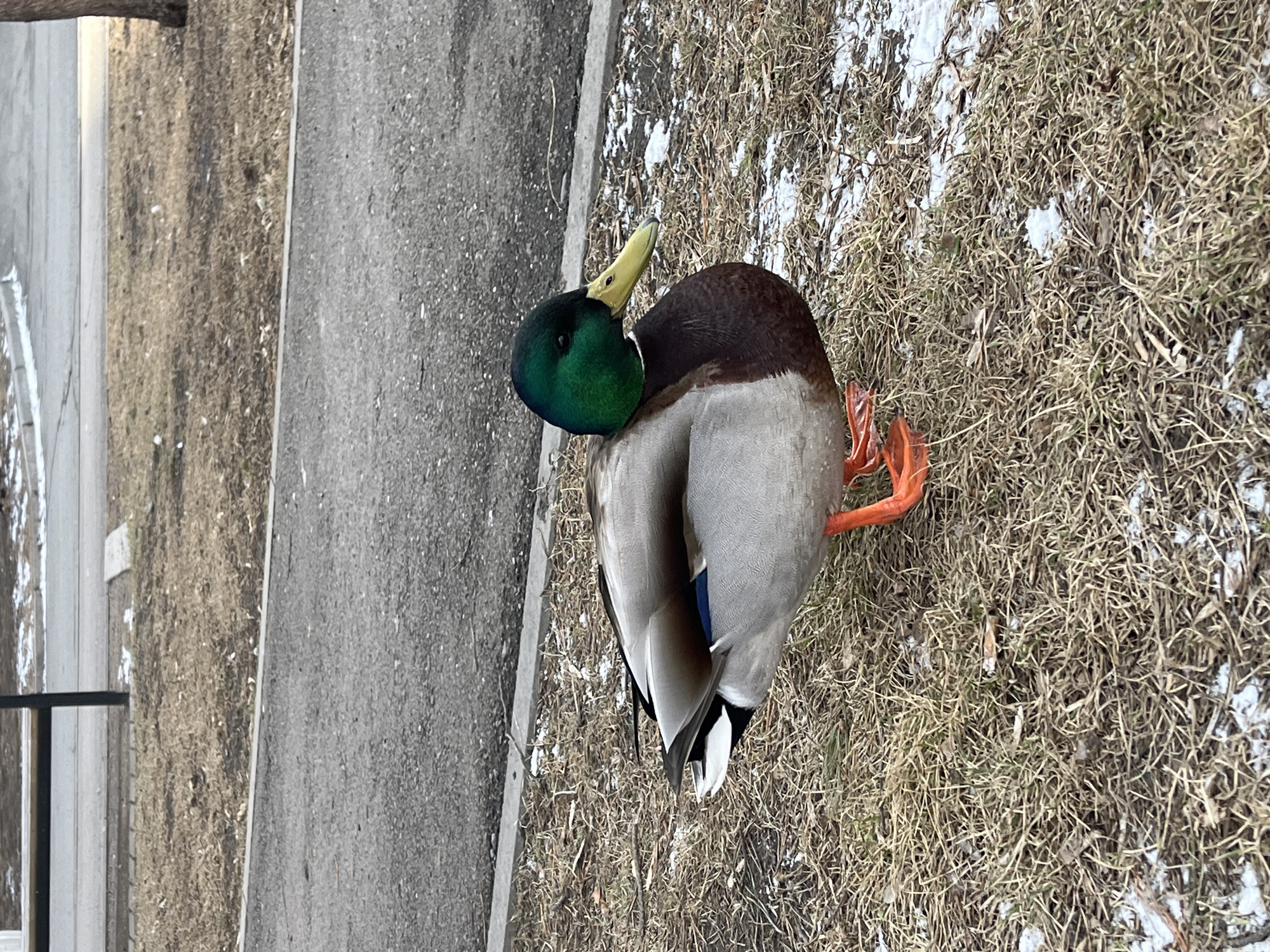 A male mallard duck stands on dry grass speckled with patches of snow next to a concrete sidewalk. The duck has a green head, a yellow bill, and a brown chest with grey flanks and tail feathers. A paved area is to the left. This is likely in a park area in Krasnoyarsk, Russia, but this cannot be explicitly determined from the image.