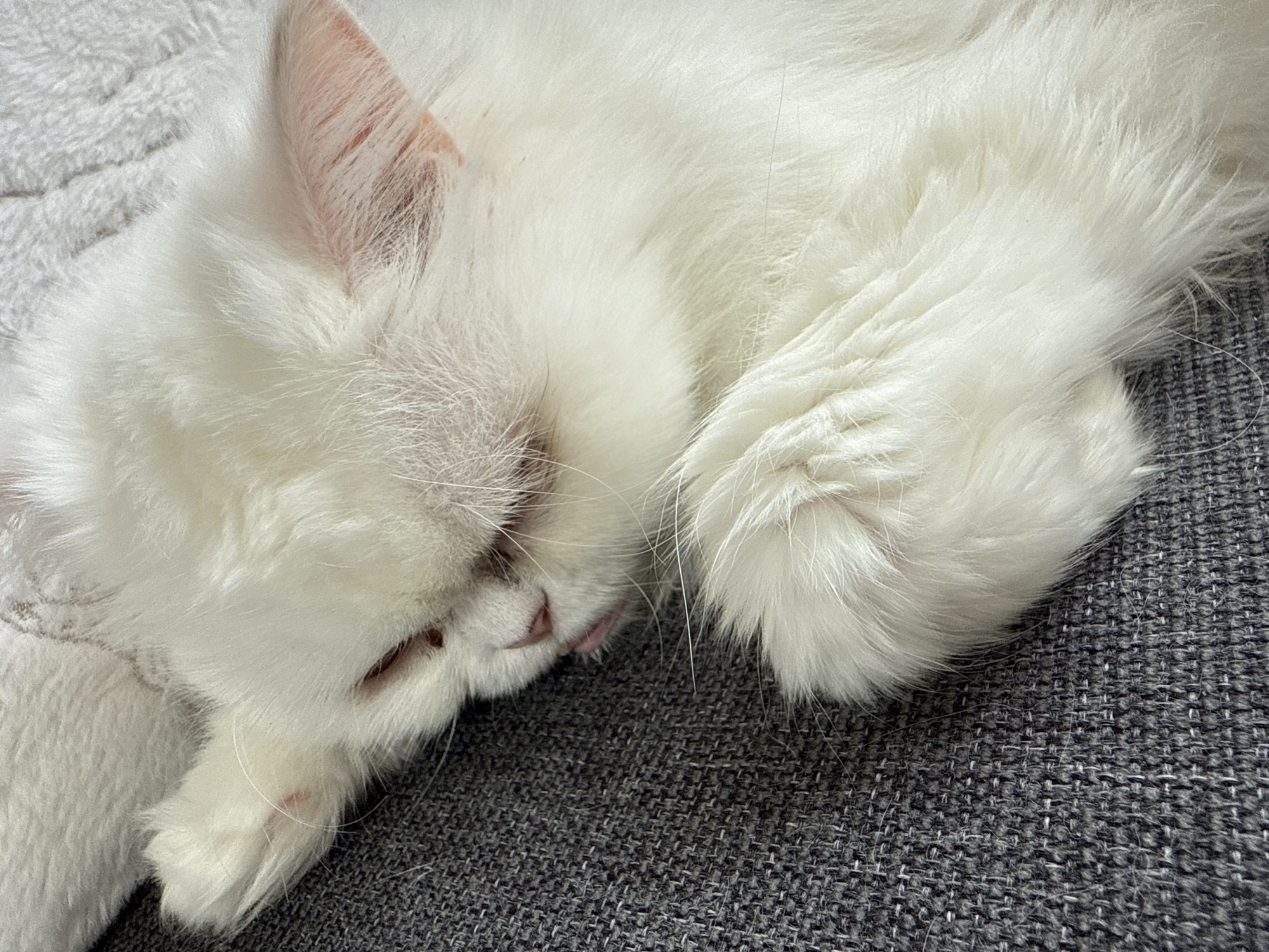 A white cat with long fur is lying down, seemingly asleep, on a gray textured surface. The cat's head is resting near its paws. The location of the image in the city of Burgas, Bulgaria is unknown.