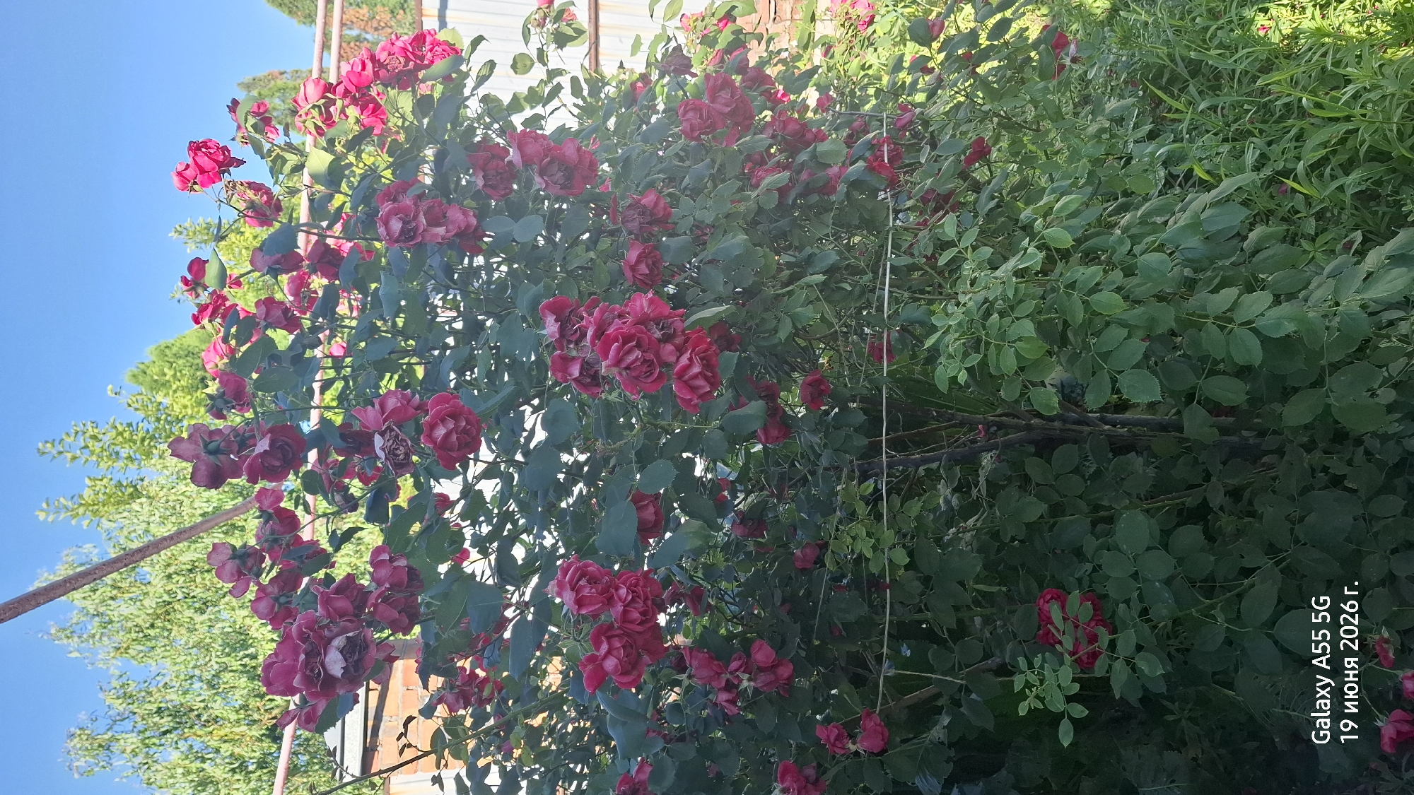 A medium shot captures a dense bush of dark pink roses in full bloom, set against a bright blue sky. The roses, some fully open and others in bud, are clustered on thorny stems and branches covered with green leaves. In the background, a brick wall, a light-colored fence, and green trees are visible. A thin wire runs horizontally across the lower portion of the frame, obscuring some of the lower branches. The bottom left corner of the image contains a timestamp and text: "Galaxy A55 5G 19 июня 2026 г." The scene appears to be outdoors, likely in a garden or yard, given the presence of the rose bush and fence. The overall impression is one of a sunny day with lush vegetation. The specific location is not identifiable from the visual elements alone, but the timestamp suggests it was taken in Russia.