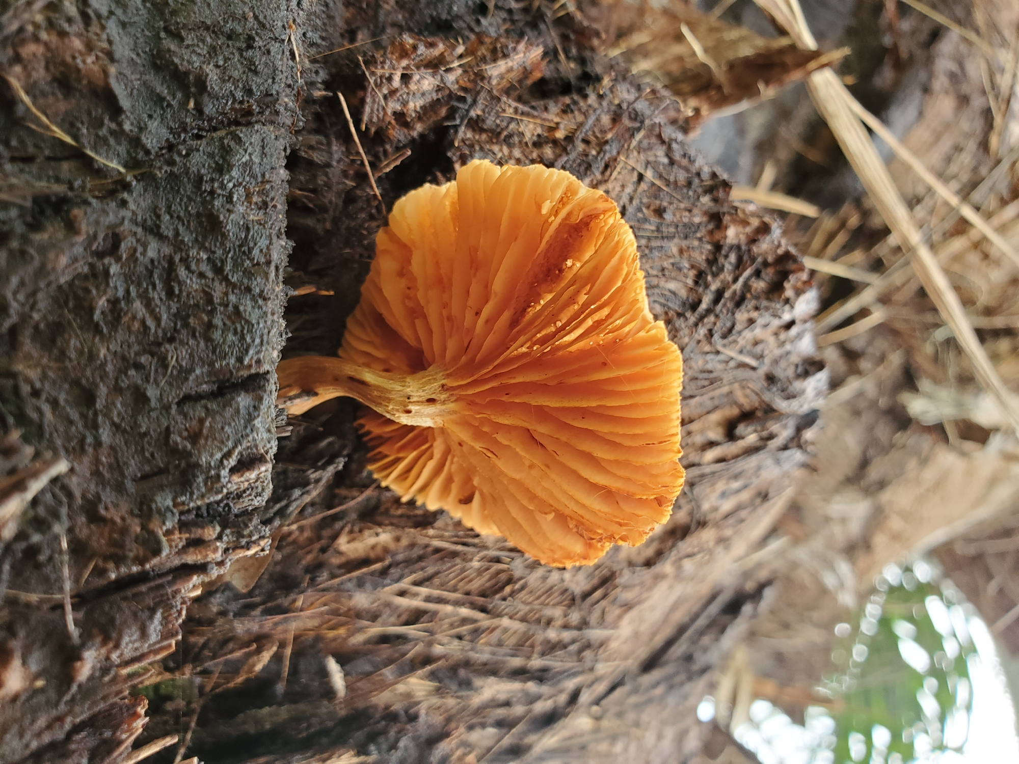 A close-up, angled shot depicts an orange mushroom growing on a decaying, dark-brown wooden structure. The mushroom, with distinct gills, is the focal point, juxtaposed against the textured wood. Background includes dried leaves and blurry vegetation. The scene appears to be set outdoors, likely within a forested or natural environment. Location Mararaba, Nigeria is not discernible within the image.