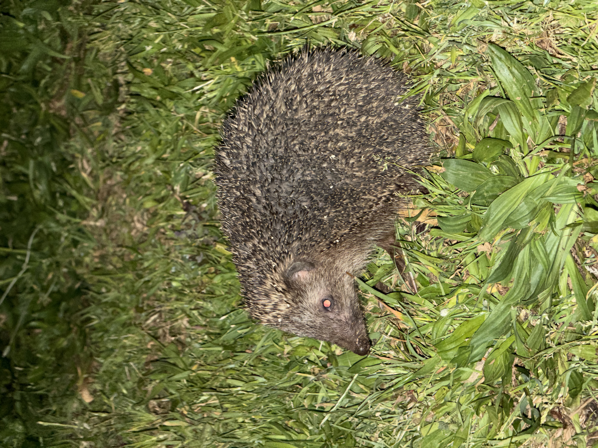 A European hedgehog (Erinaceus concolor) is captured in a close-up, eye-level shot, positioned within a grassy area in the city of Tel-Aviv, Israel, during nighttime. The animal is oriented towards the left, with its head slightly lowered, suggesting it is either stationary or foraging. Its body is covered in sharp, dark brown and tan quills. Its snout is visible and appears slightly soiled, and its left eye reflects a distinct red glare, indicative of flash photography. The immediate surroundings consist of green grass and broad-leaved plants, intermingled with dry foliage and visible soil. The scene is illuminated by a direct artificial light source, highlighting the hedgehog and foreground vegetation against a darker, undifferentiated background. No other subjects or interactions are visible.