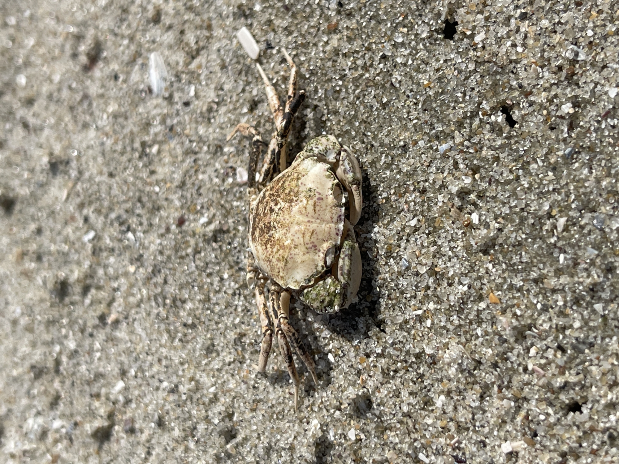 A small crab is pictured on a sandy beach, likely in Zatoka, Ukraine. The crab, with its beige and brown speckled shell, is positioned in the center of the frame, its legs splayed out. The sand is a light tan color and appears to be composed of small grains and shell fragments. The lighting suggests a bright, sunny day, with shadows cast by the crab's legs. There are no other subjects or objects visible in the immediate vicinity. The background is a blurred expanse of sand, indicating a shallow depth of field.