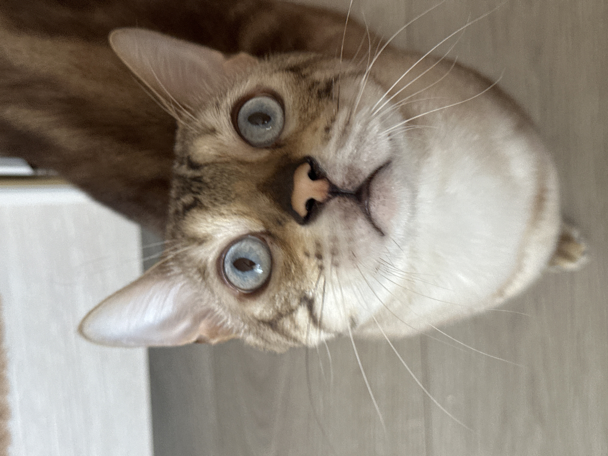 A close-up, eye-level shot shows a Siamese cat with striking blue eyes looking upwards. The cat's fur is a mix of light cream and brown tabby markings. Its pink nose is prominent, and long white whiskers fan out from its muzzle. The background is blurred, with a light-colored wooden floor visible below and a hint of a white wall or surface behind. The cat's ears are perked and pointed upwards. There is no indication of the cat's location within the city of Energetik, Russia.
