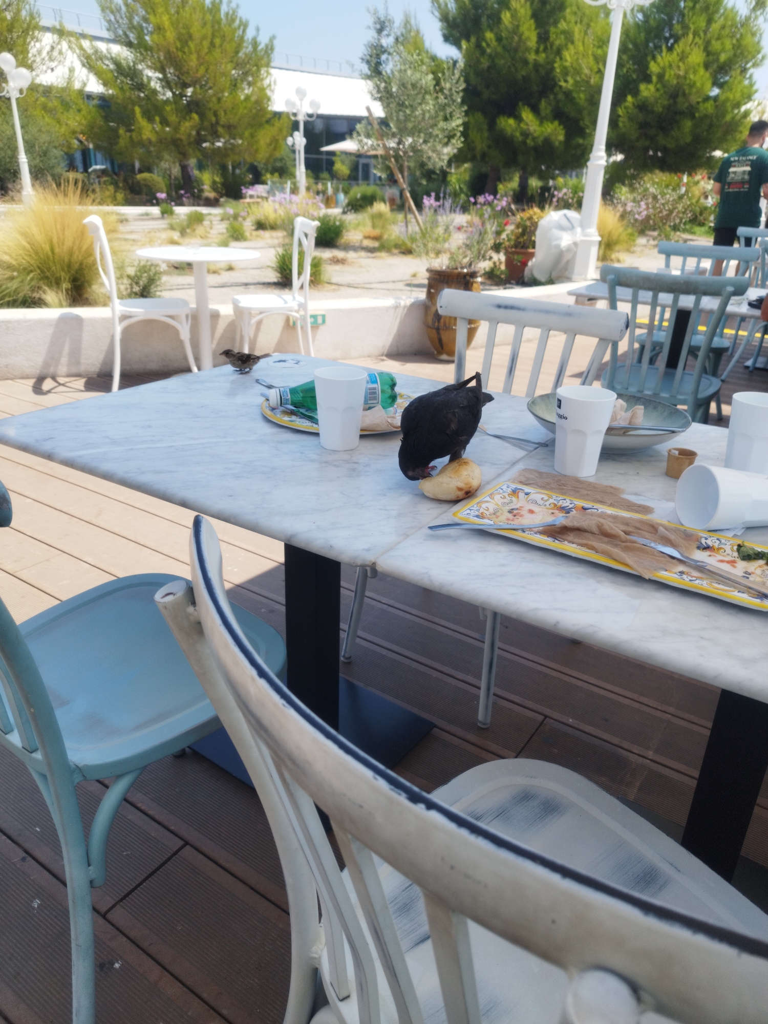 The image depicts a marble-topped table with a dark base, set on a wooden deck. On the table, there is a yellow and blue patterned plate with used cutlery and remnants of food. Next to the plate, there are two white cups, one containing liquid, and a partially consumed bottle of green liquid. A black pigeon is actively pecking at a piece of bread on the plate. In the foreground, a pale blue chair with a white painted frame is visible. In the background, other chairs and tables are arranged, with lush greenery and trees, and modern buildings in the distance. The scene appears to be an outdoor seating area, possibly at a restaurant or cafe, located in Saint-Laurent-du-Var, France, given the presence of typical Mediterranean flora and architecture.