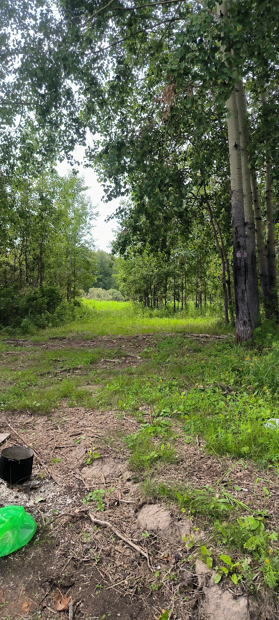 The image depicts a wooded area with a path leading into a clearing. In the foreground, there is a black cylindrical object and a bright green plastic bag on the ground. The ground is covered with dirt, dry leaves, and twigs. The path is overgrown with grass and leads towards a sunlit area surrounded by trees. The trees are tall and leafy, with some appearing to be birch trees due to their white bark. The sky is overcast and the overall lighting suggests it is daytime. The scene appears to be a natural environment, possibly a park or forest edge.