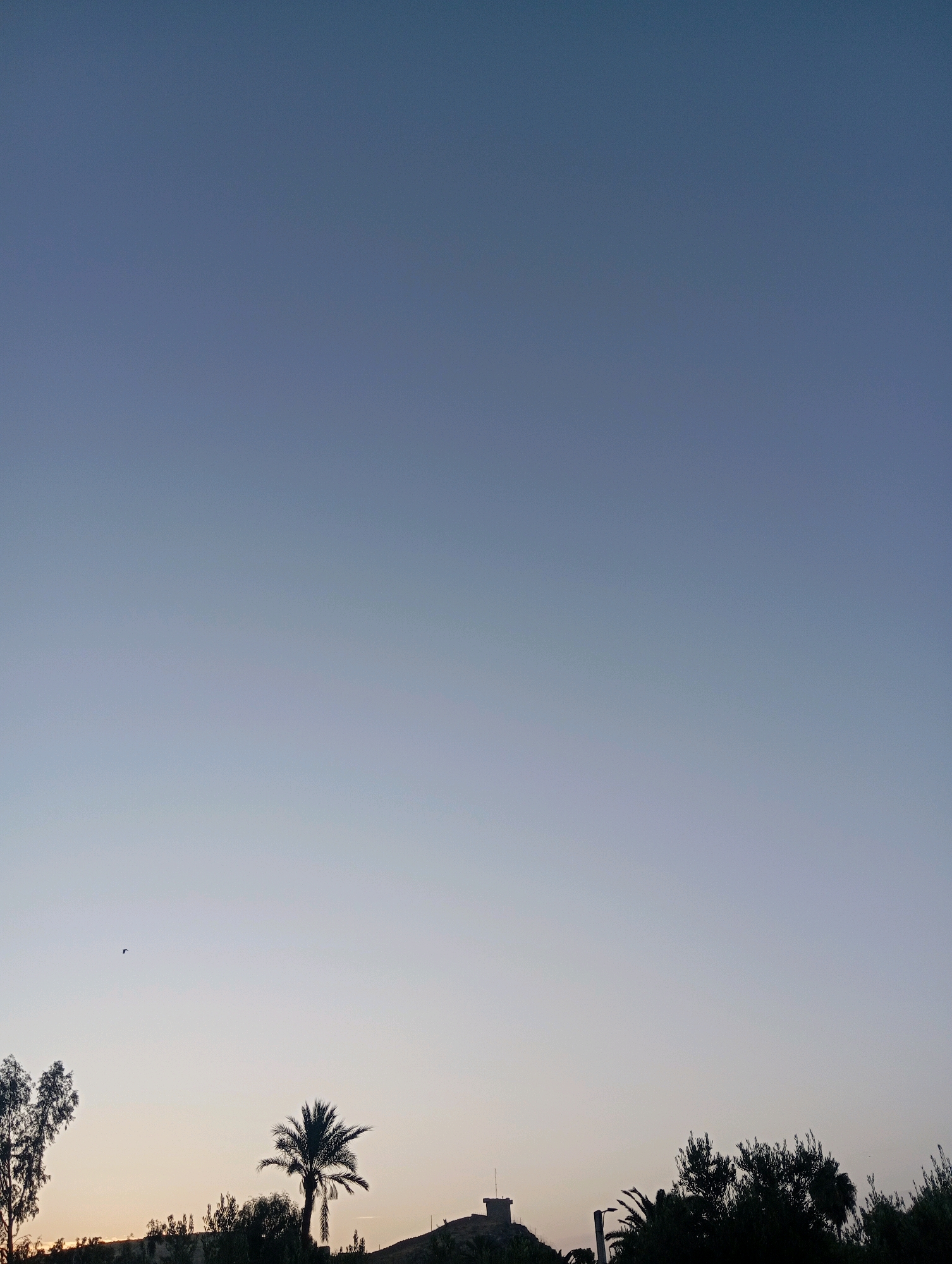 The image captures a serene dusk sky over Marrakesh, Morocco. The sky transitions from a deep, muted blue at the top to a pale, almost white hue near the horizon, indicating the last moments of daylight. Silhouetted against this gradient are the tops of various trees and foliage, including a prominent palm tree in the center. To the far left, a cluster of deciduous trees with thin branches is visible. A small, dark bird is in flight in the upper left quadrant of the image. In the lower portion, the faint outlines of buildings and structures can be discerned, suggesting an urban or suburban setting. The overall impression is one of quiet tranquility as day gives way to night.
