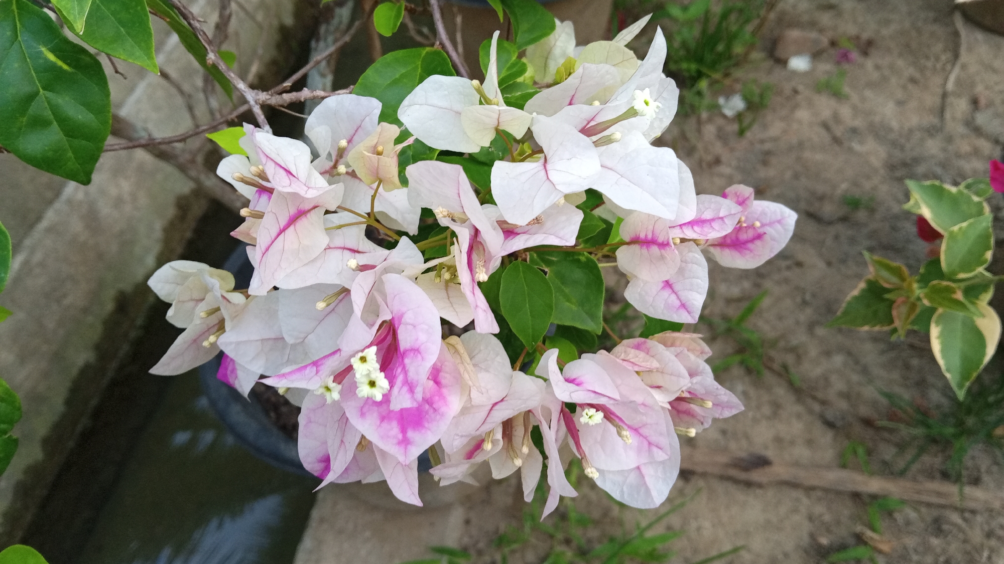 A close-up, eye-level, horizontal shot shows a cluster of white and pink bougainvillea flowers with green leaves. The flowers are the primary subject, with visible thin pink veins on the petals. In the background, the scene transitions from a dark potted plant base on the left to a sandy, textured ground with sparse grass on the right. A hint of water is visible in the lower left corner. The image does not contain any people or indicate a specific location within Palohpanyang, Indonesia.