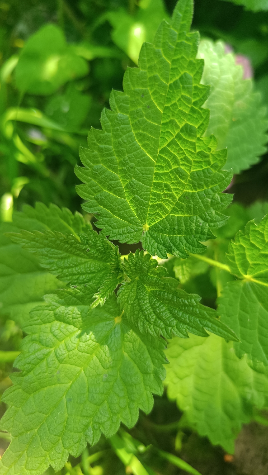 A close-up, vertical shot captures a cluster of vibrant green leaves, some sharp and defined, others softly blurred in the background. The foreground leaves exhibit a textured, almost quilted pattern of veins, with serrated edges. Sunlight filters through, casting highlights and shadows across the foliage. The setting appears to be outdoors, with a natural, leafy environment. There is no indication of urban elements or human presence. The location is specified as Karsha, Russia, though the image itself does not contain any visual cues to confirm this geographical information.