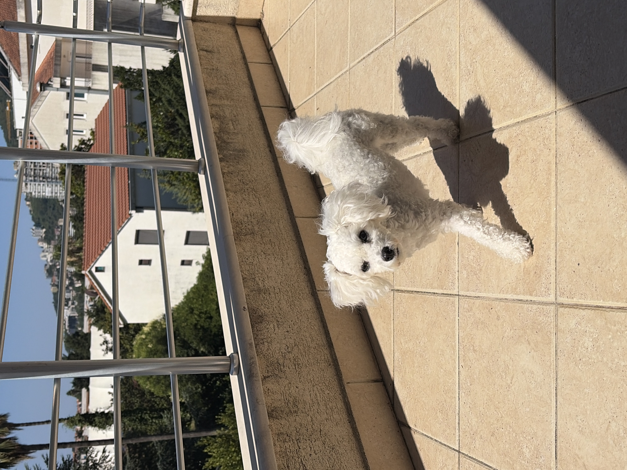 A small, white, fluffy dog stands on a sun-drenched tiled balcony, looking up at the camera. The dog appears to be a Bichon Frise or similar breed. Its fur is curly and its dark eyes are prominent. The balcony has a tiled floor in a sandy beige color. To the left of the dog, a metal railing runs along the edge of the balcony, offering a view of buildings and greenery in the distance.
The scene is brightly lit by sunlight, casting a distinct shadow of the dog onto the tiles. The light suggests it is daytime, likely late morning or afternoon due to the angle of the shadows. The background reveals a residential area with houses featuring red-tiled roofs and white walls, interspersed with lush green trees. In the far distance, a city skyline is visible, with hills rising behind it. The overall impression is a peaceful, sunny day.
The location is identified as Budva, Montenegro. There is no visible text in the image. The dog's attentive gaze and the bright sunshine create a sense of warmth and pleasantness.