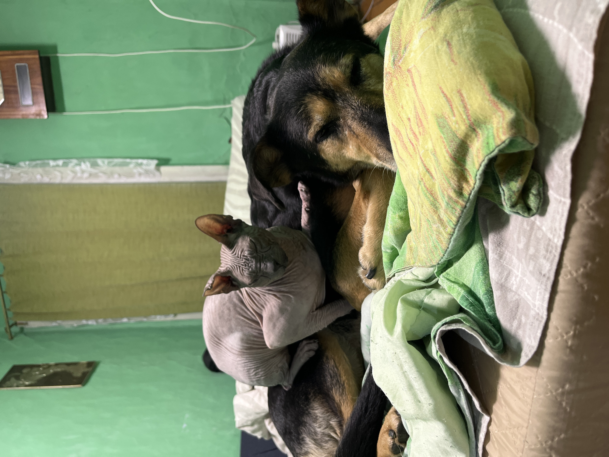 The image shows a Sphynx cat perched on top of a sleeping German Shepherd dog. They are lying on a bed covered with blankets. The background is a green wall with a framed picture and curtains. The room appears to be a bedroom. There is no information available in the image to determine the specific location within the city of Nizhny Tagil, Russia.